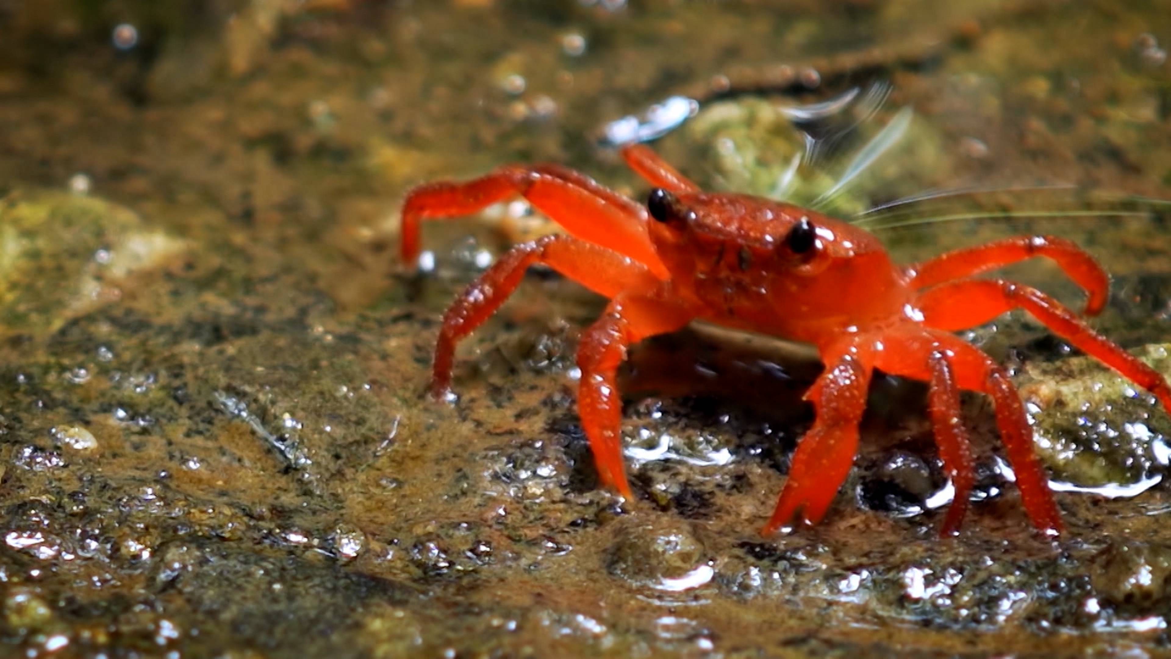 Flying Whales And Hippo Sunscreen