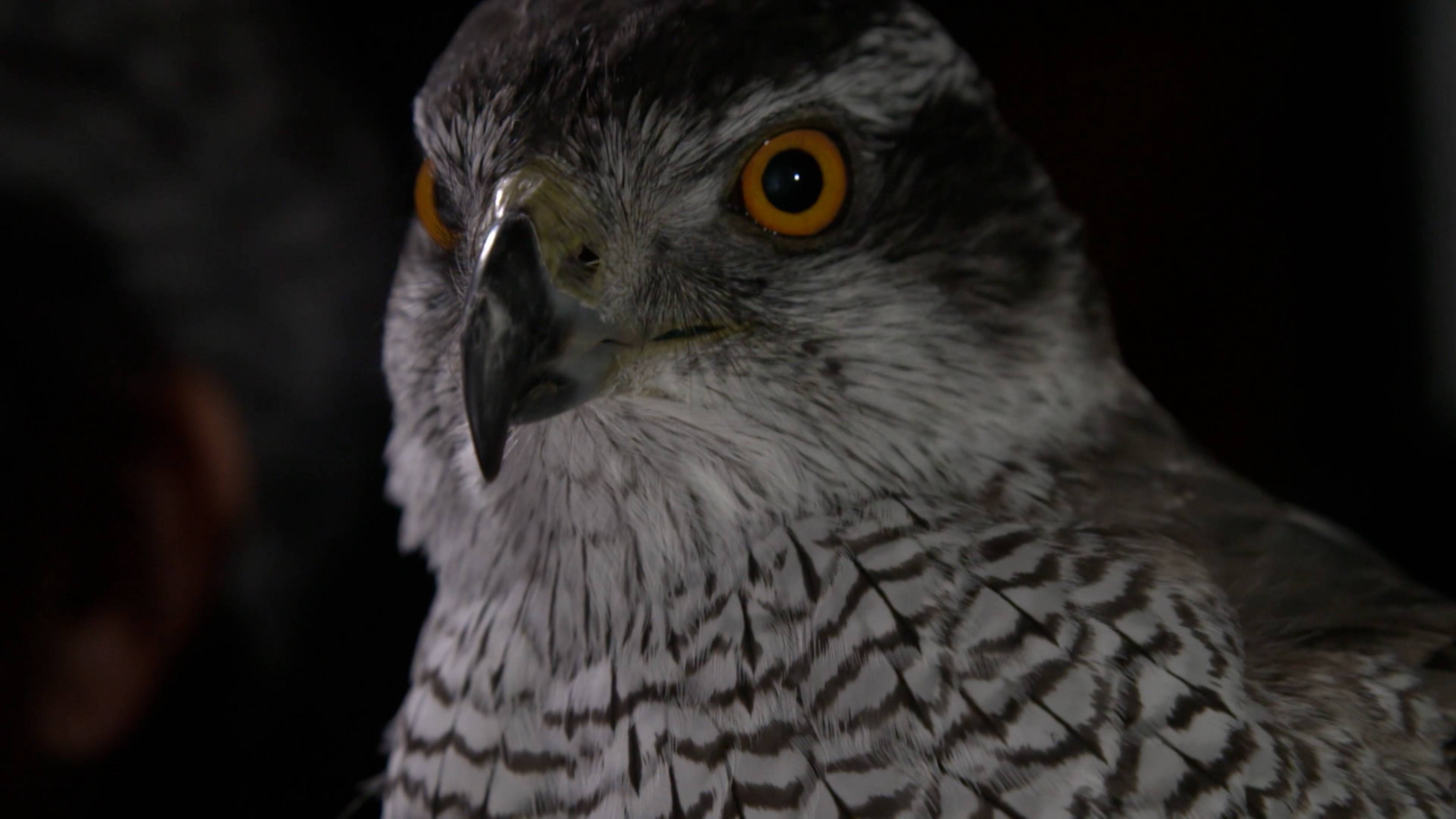 Smart Pups And Fish Baths