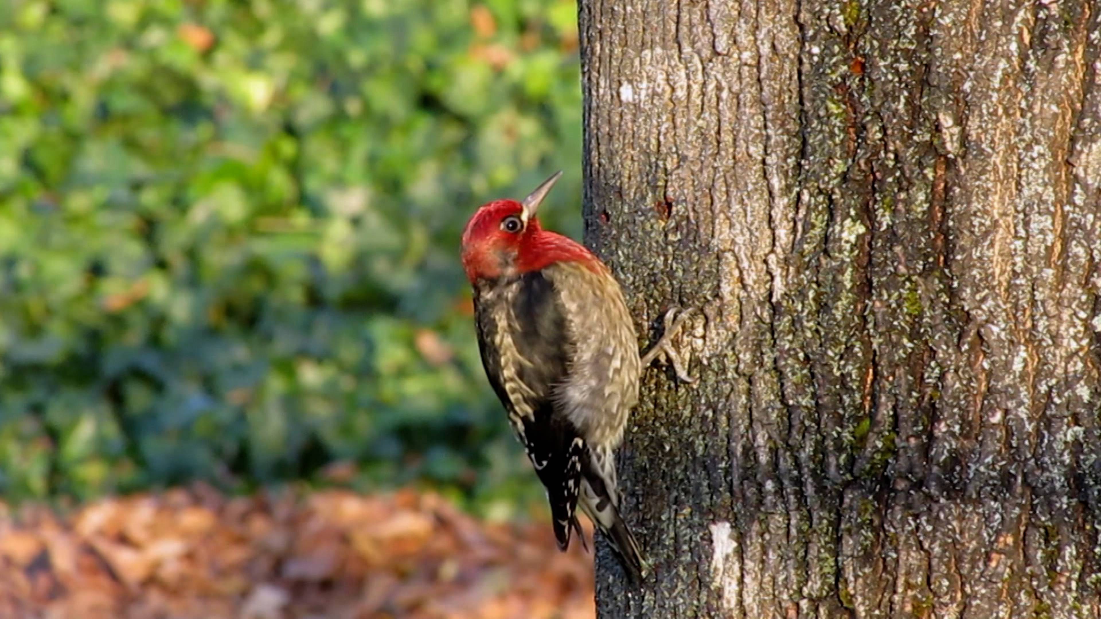 Headbanging Birds And Unsinkable Ants