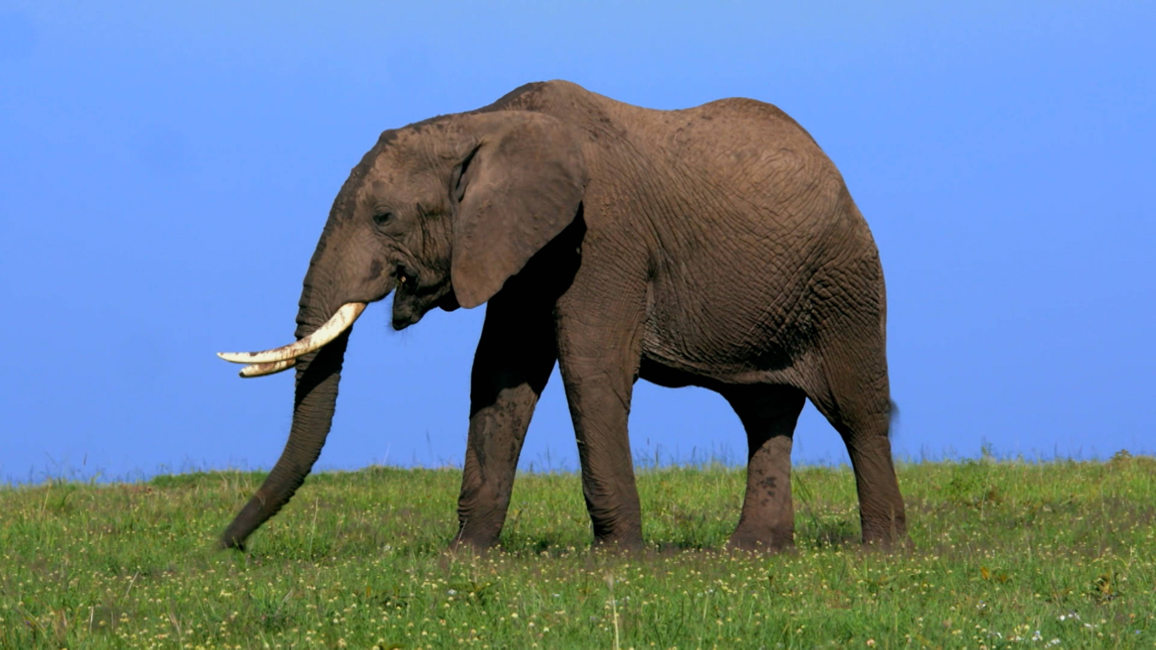 Whale Songs And Cool Canines