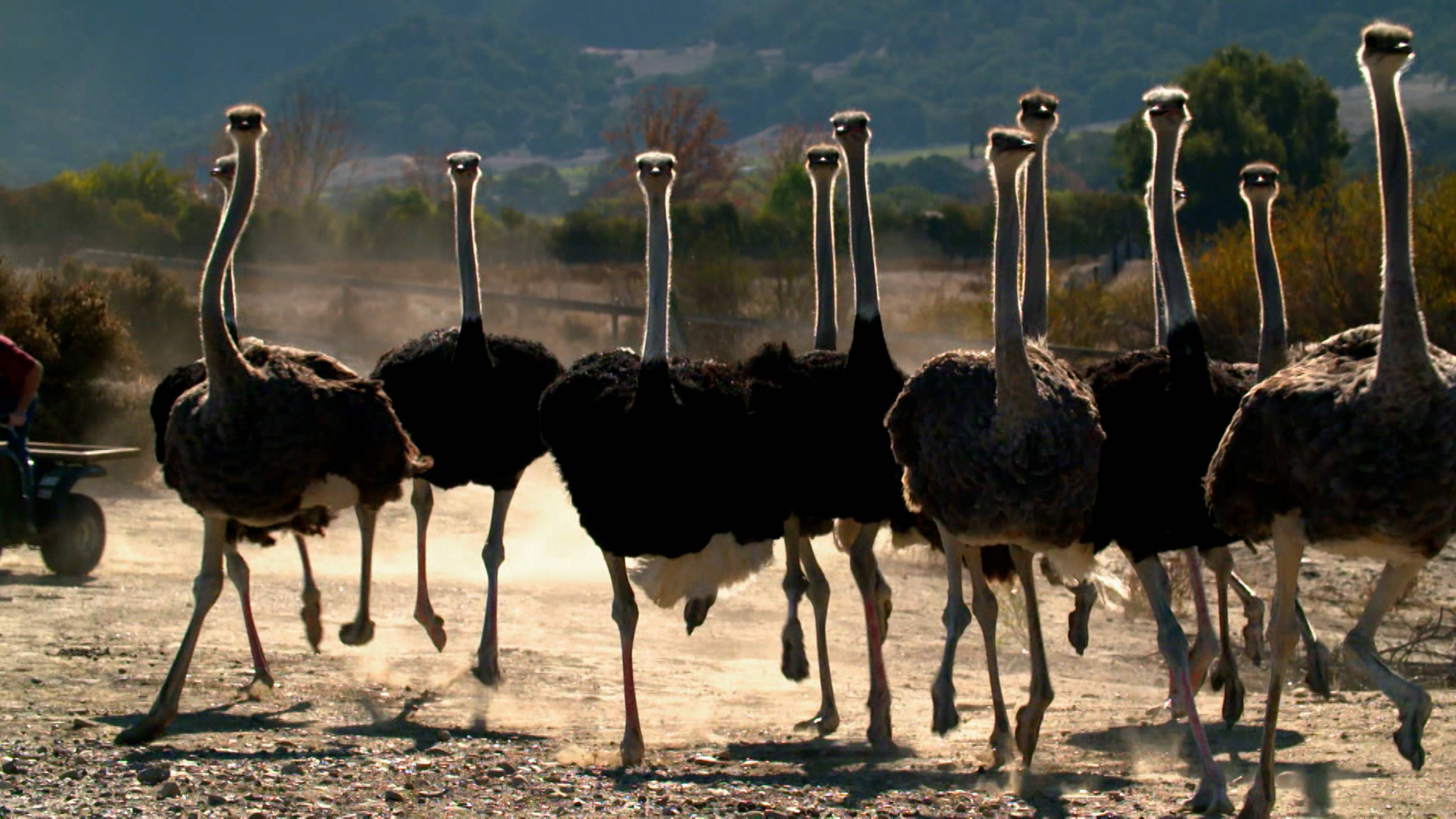 Super Sloths And Ostrich Marathons