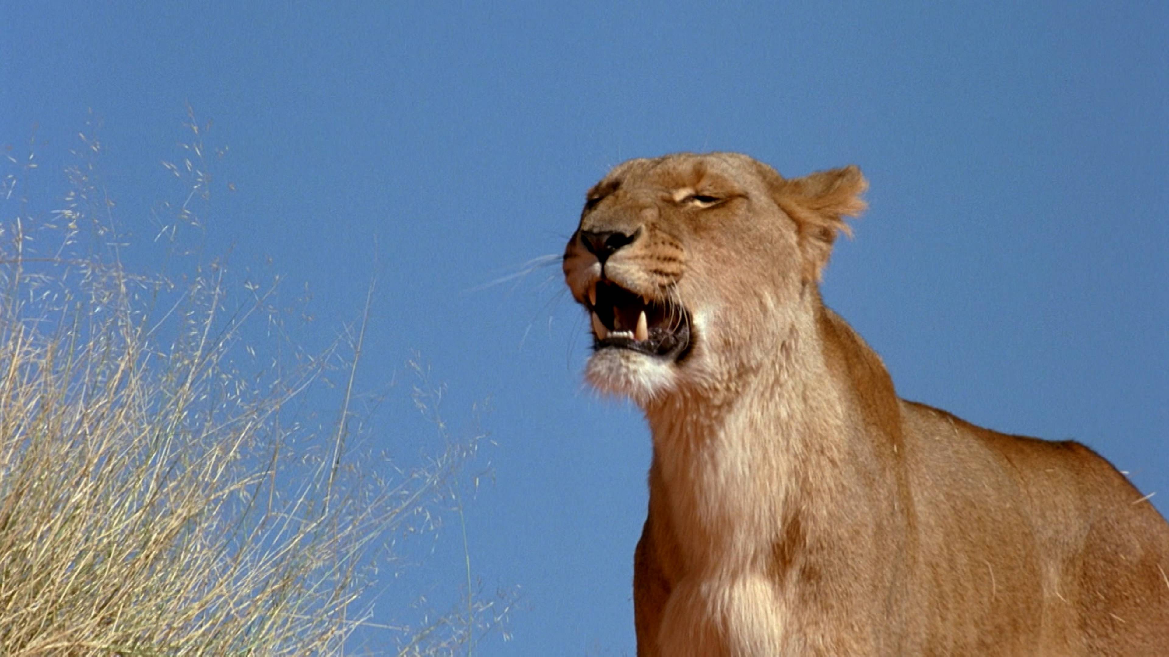 Decorative Crabs And Loud Lions