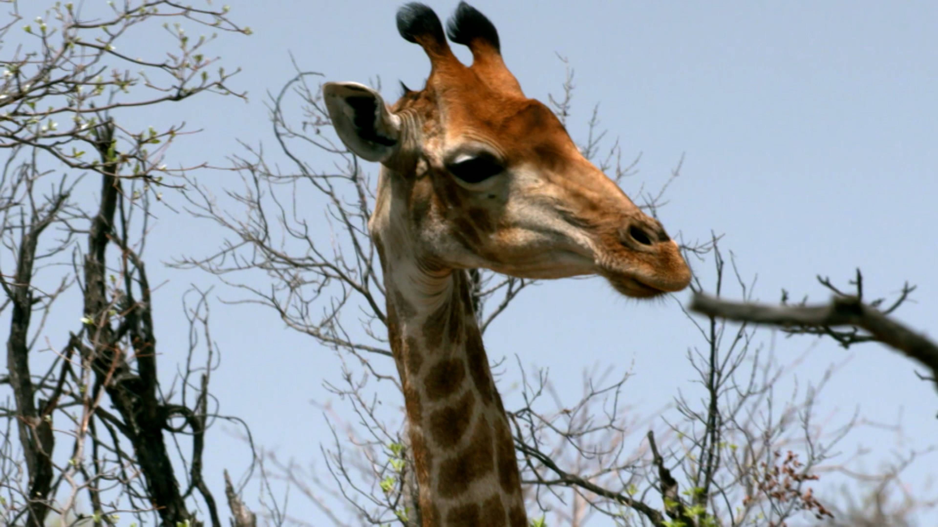 Fish Farts And Giant Eggs