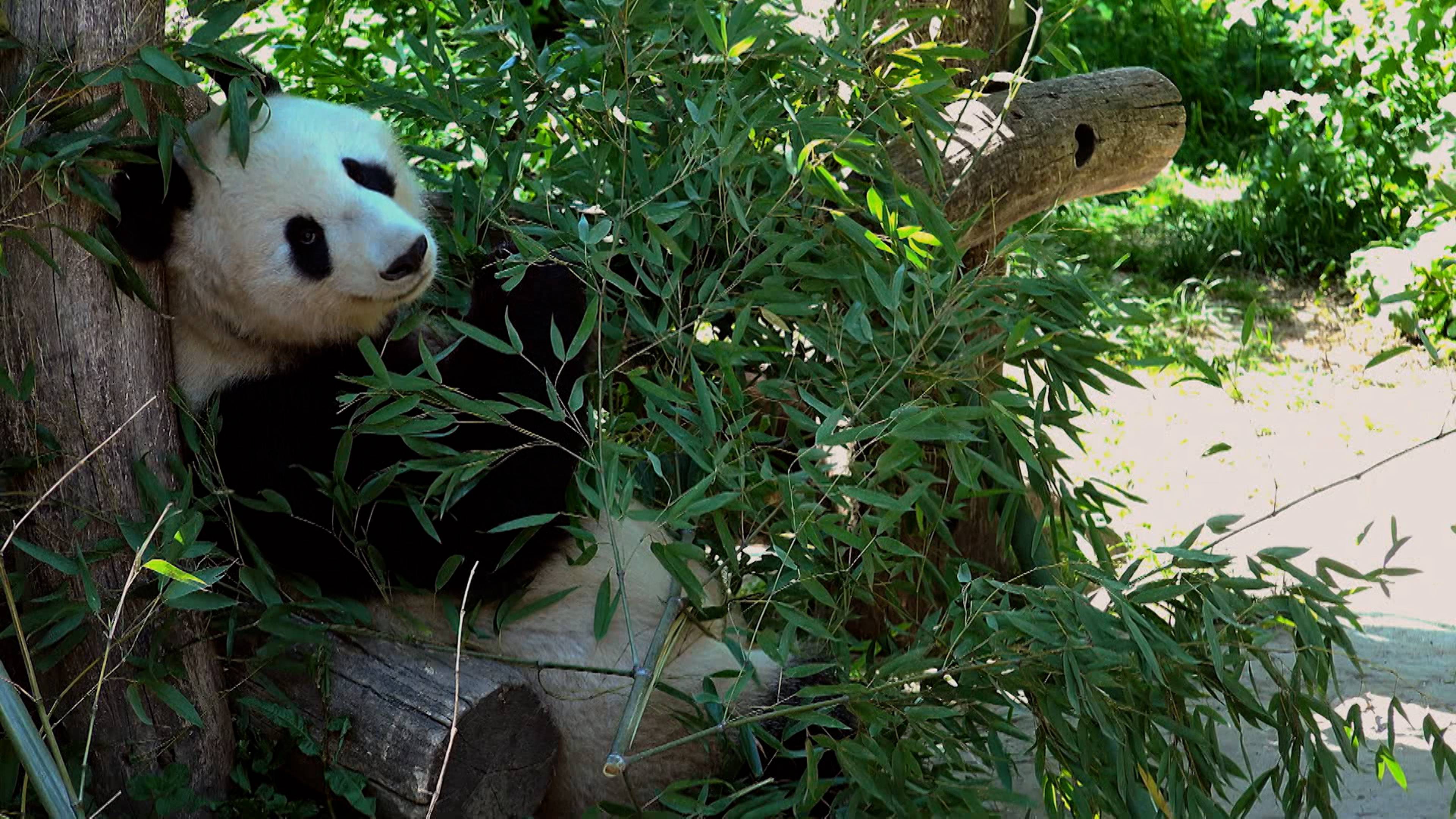 Black And White Secrets