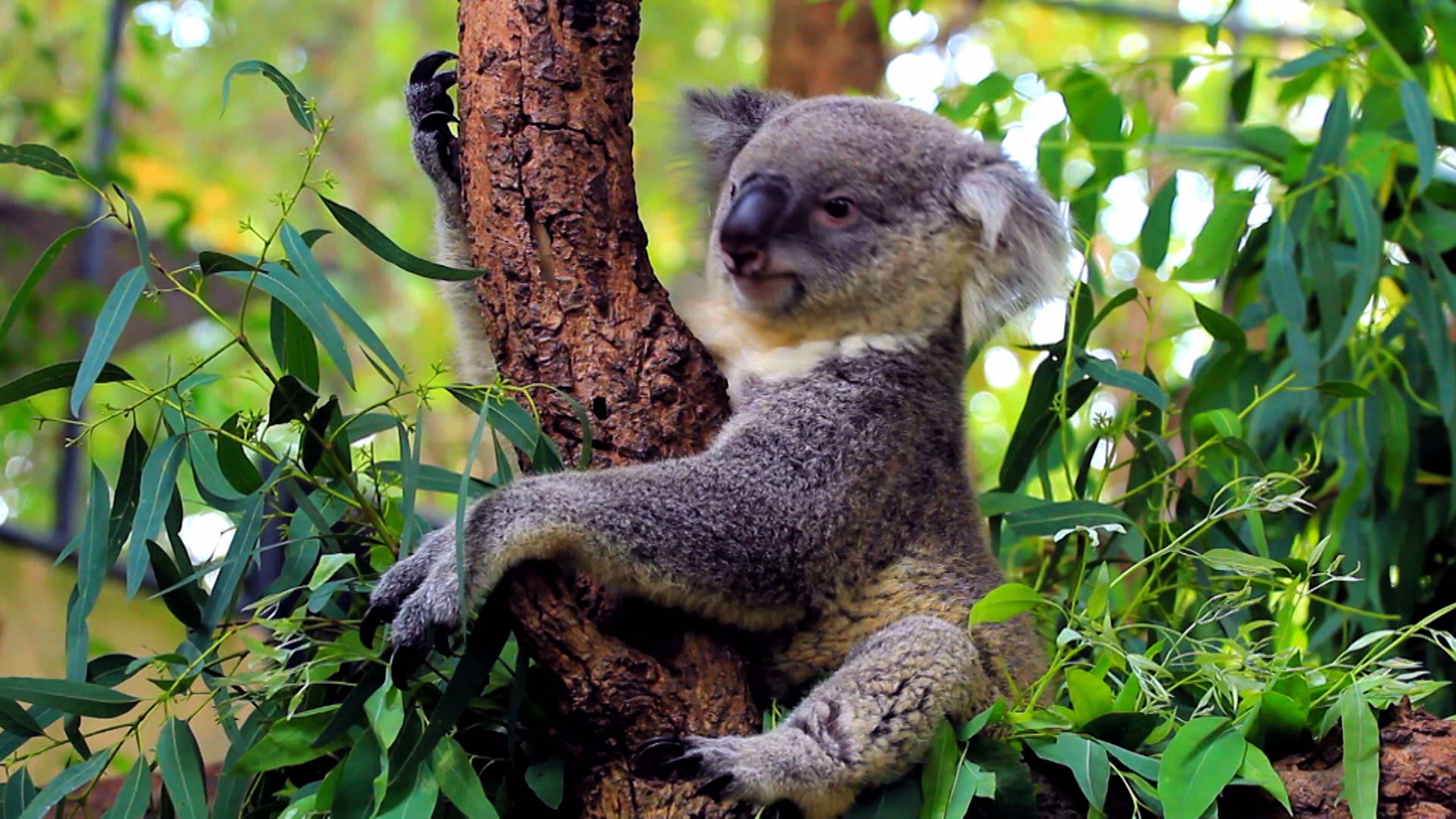 Cool Koalas And Elephant Calls