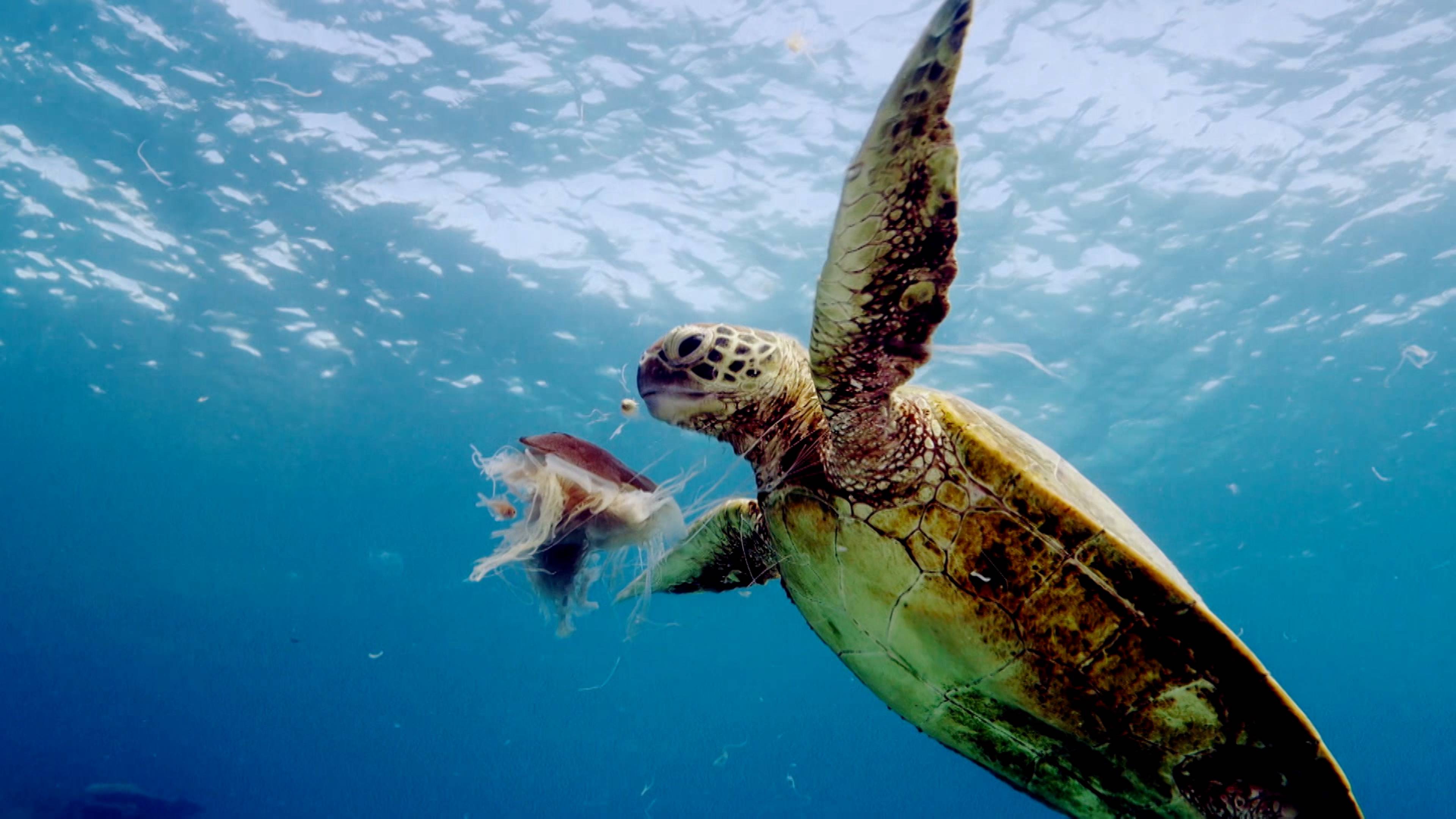 Sheep-Wrangling Dogs And Turtle Tears