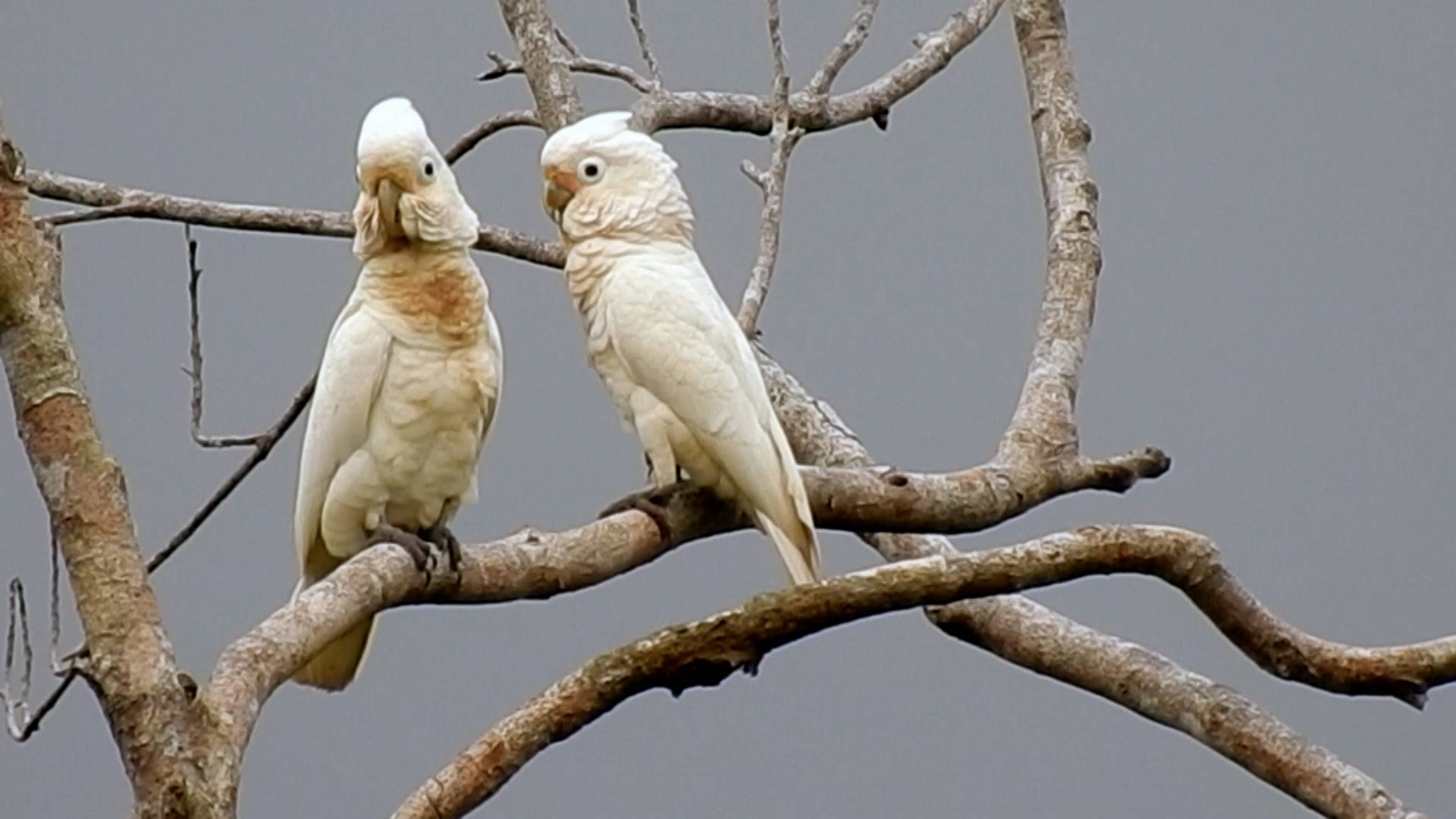 Foxy Foxes And Sticky Spiders