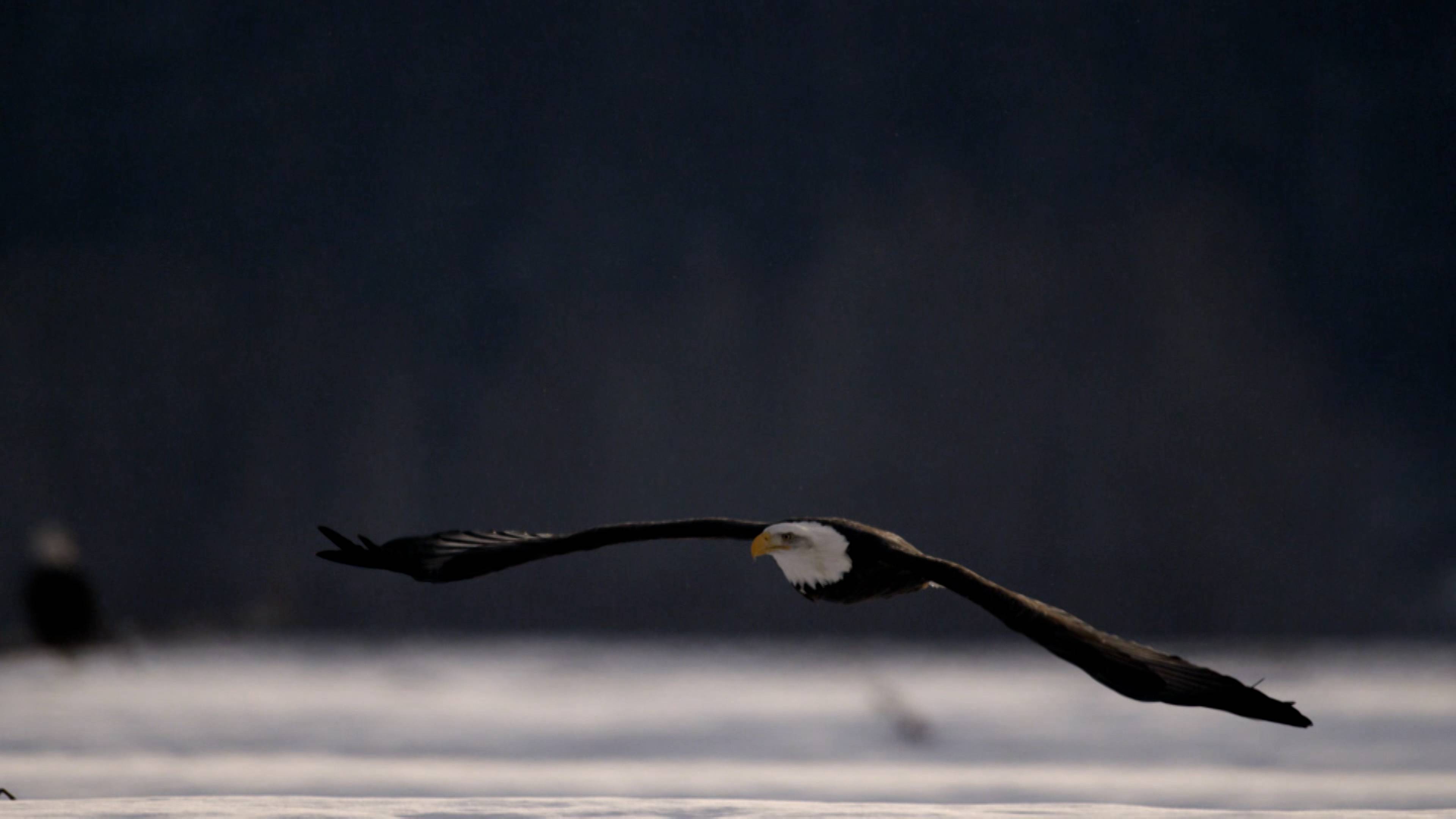 Cheeky Hamsters And Camel Humps