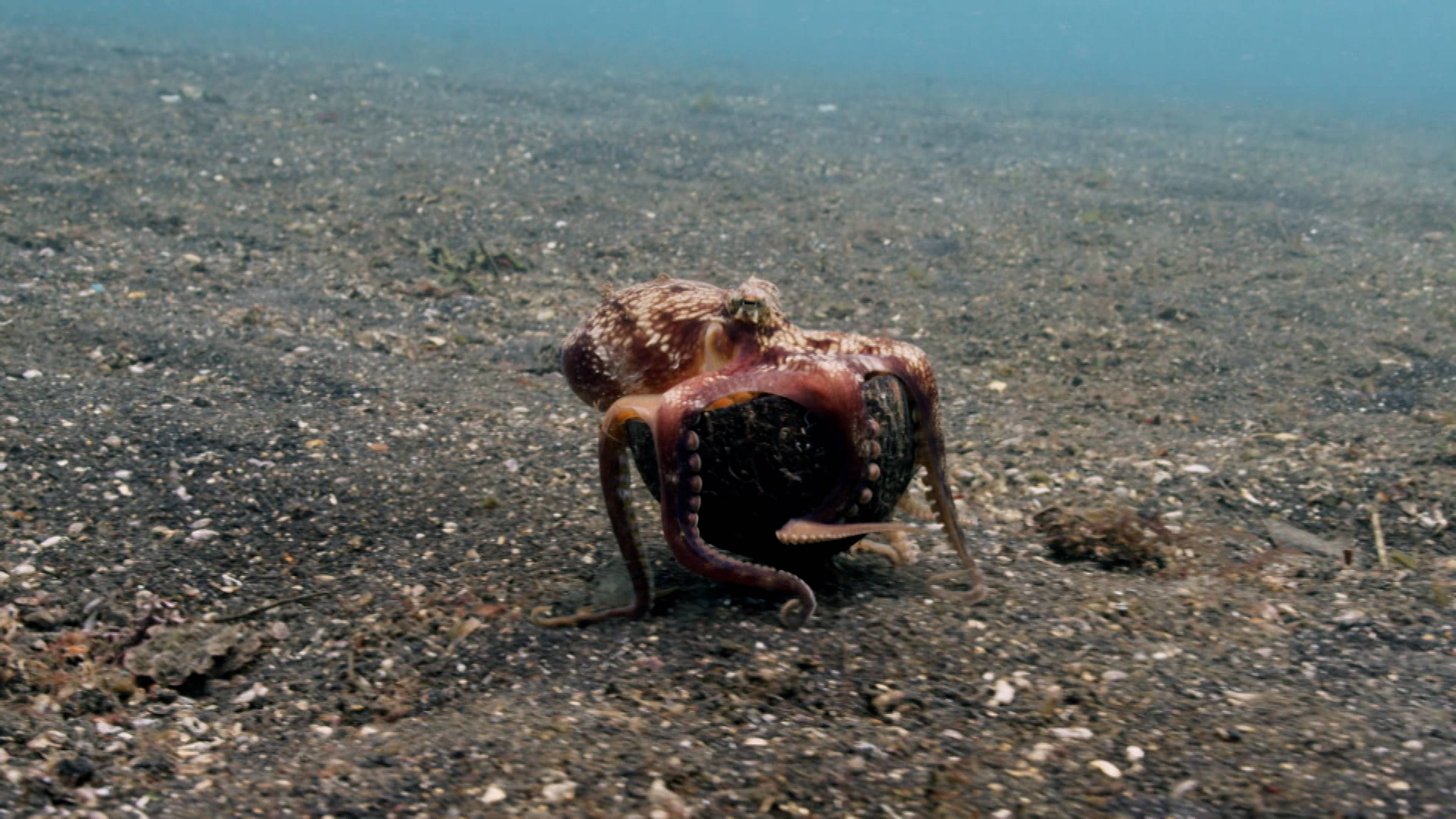Dog Doctors And Animal Architects