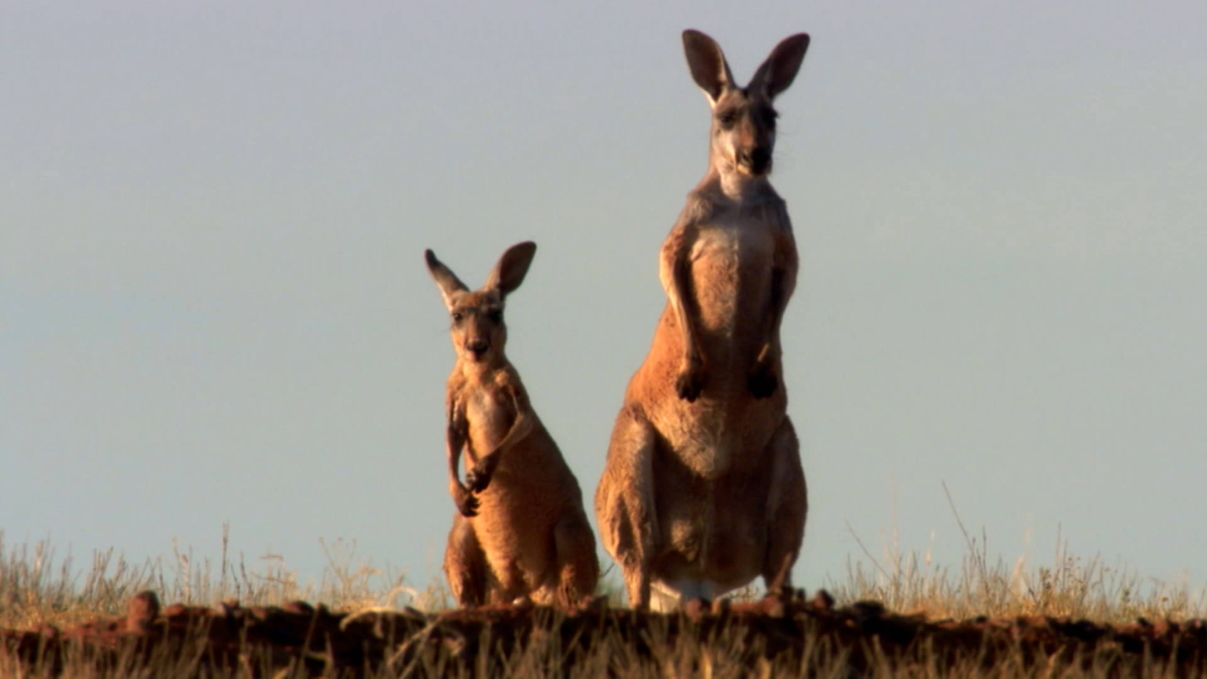 Time-Telling Dogs And Kangaroo Hops