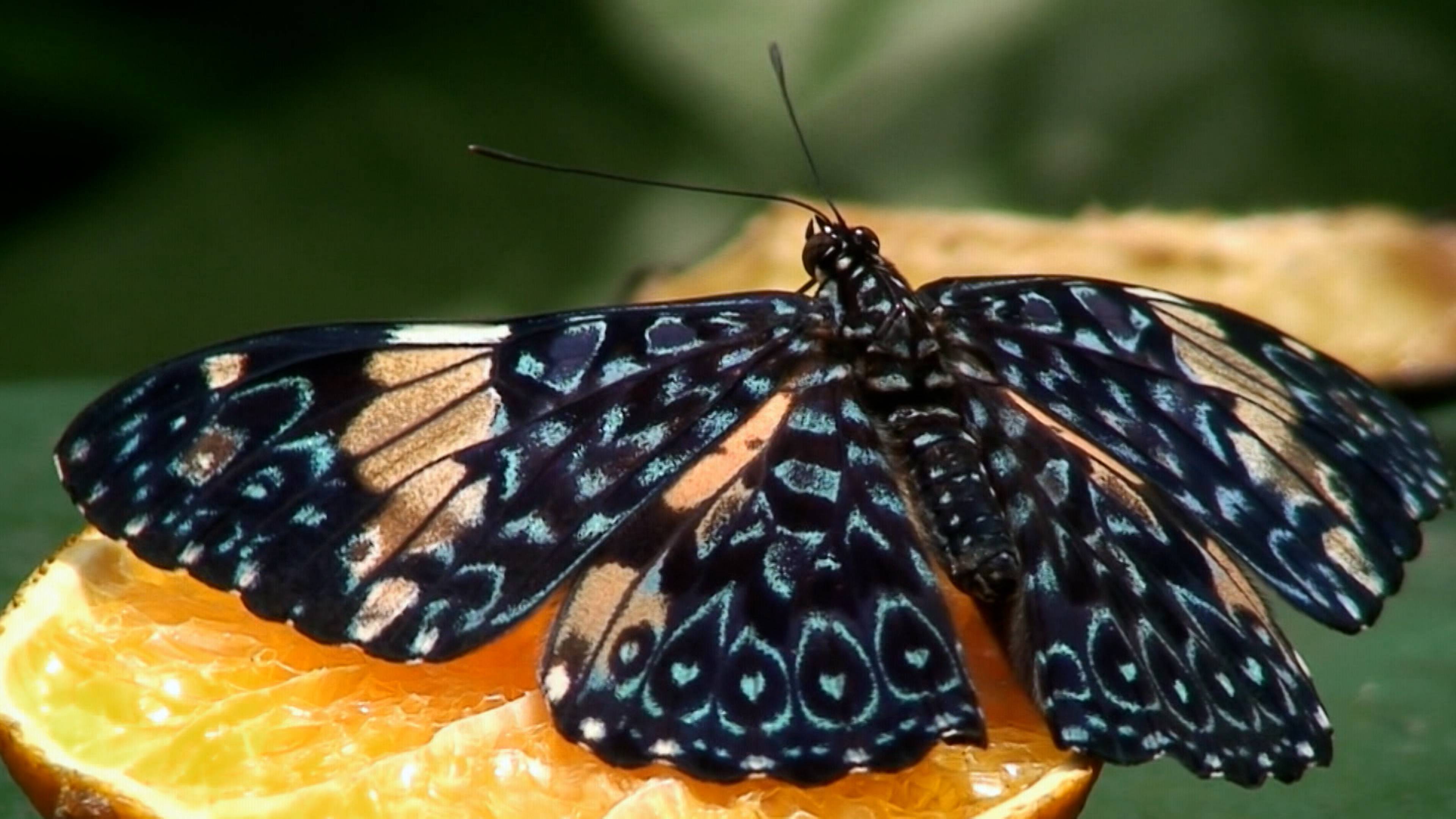 Acrobatic Cats And Butterfly Wings