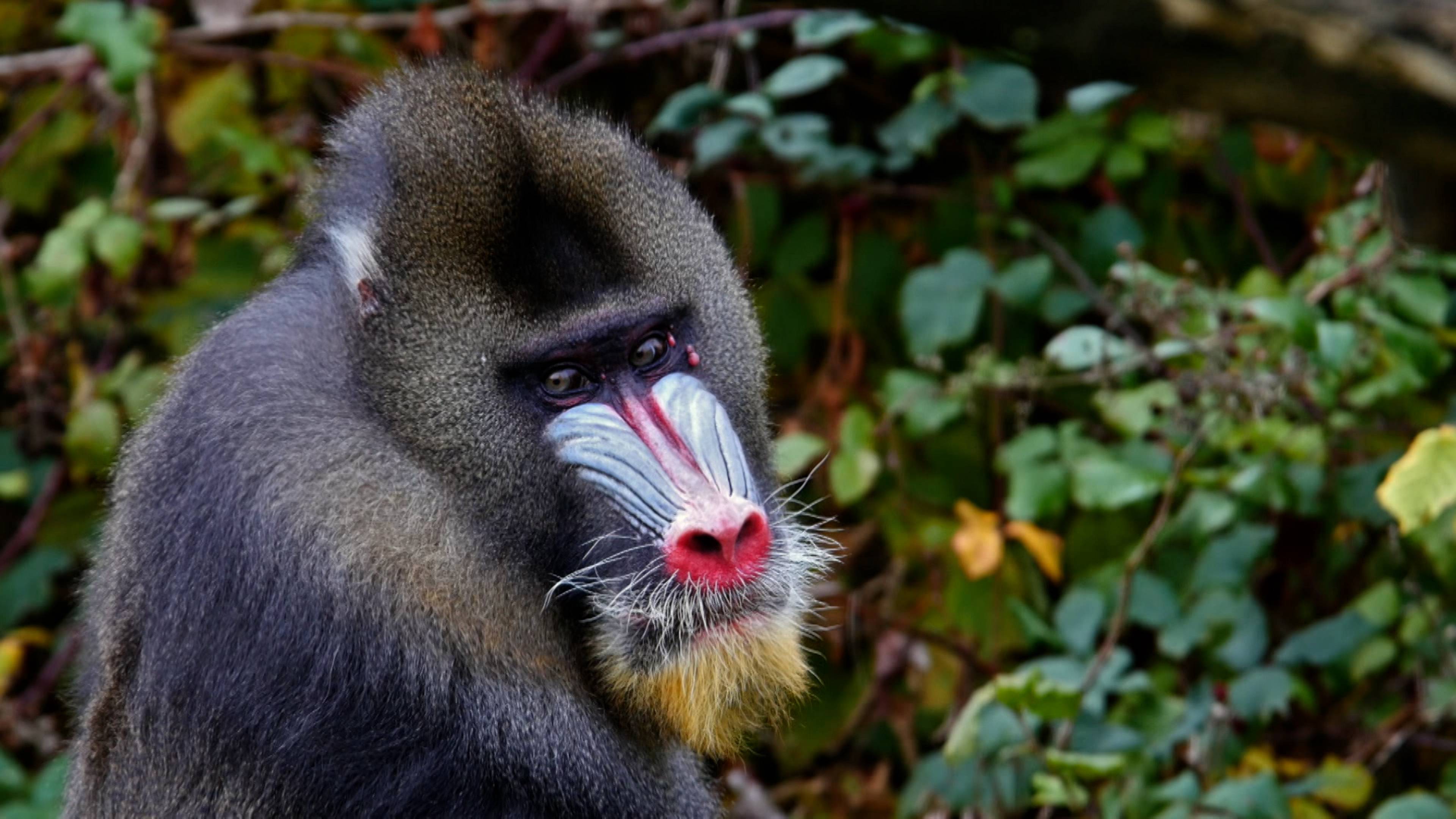 Cuddly Rhinos And Bizarre Noses