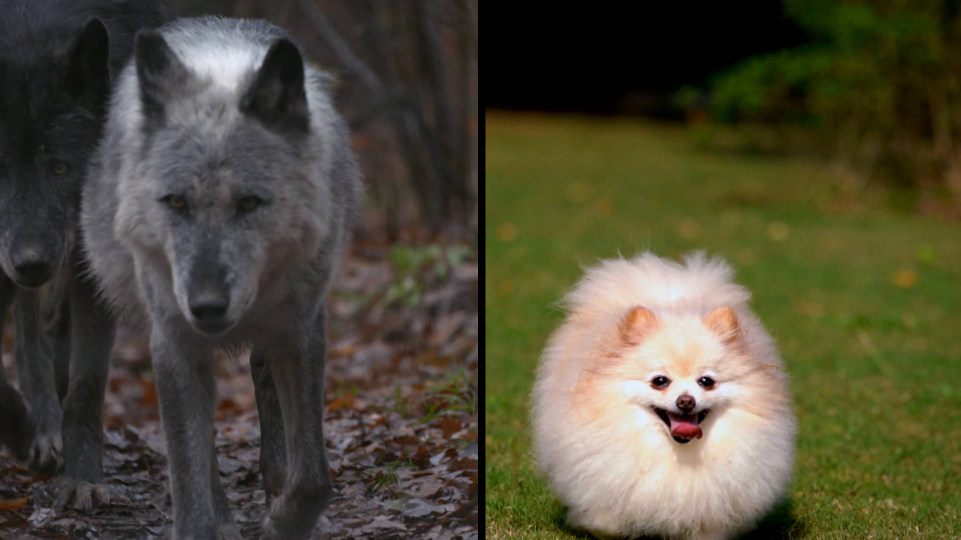 Burly Seahorses And Early Birds