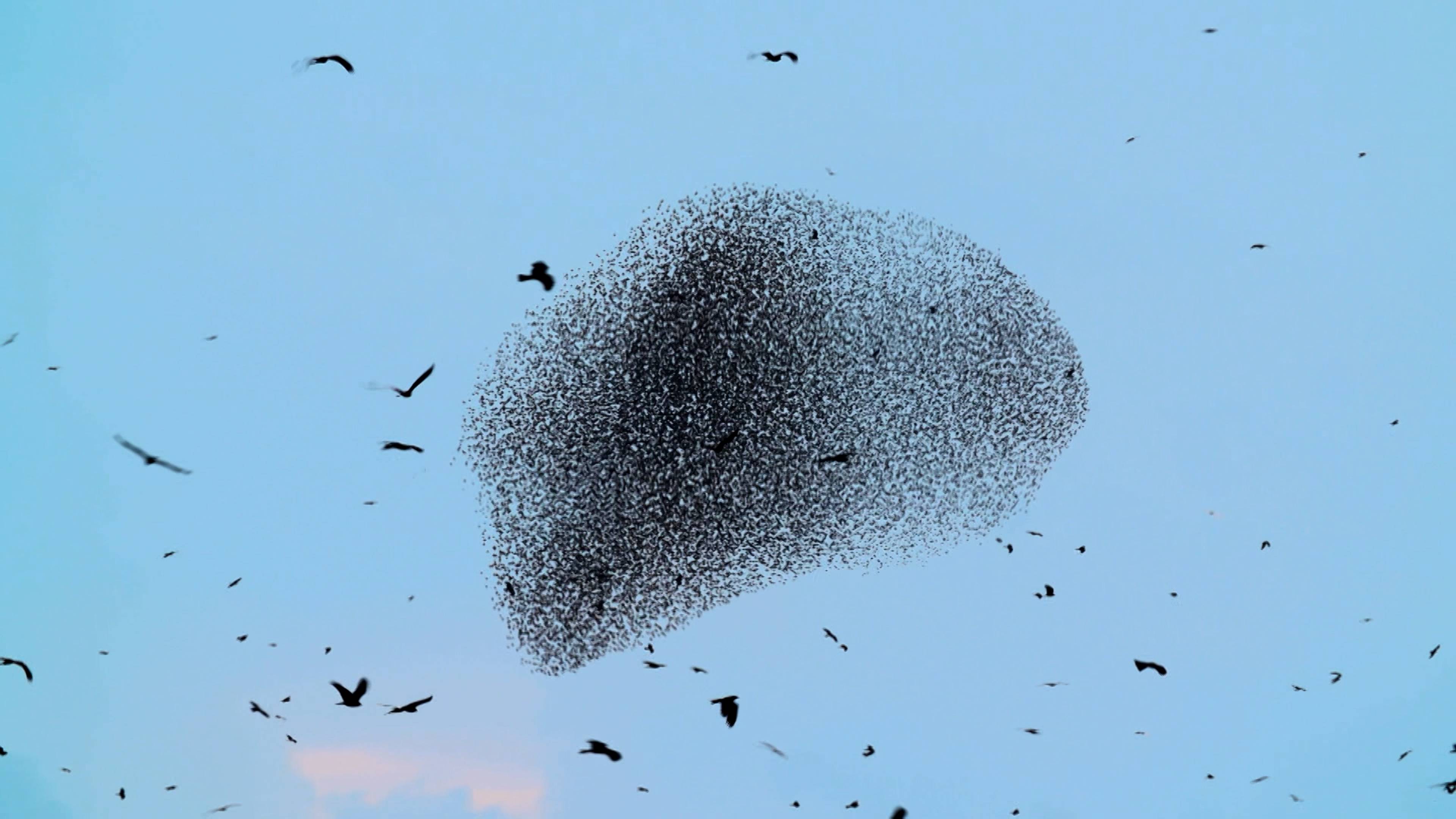 Hearing With No Ears