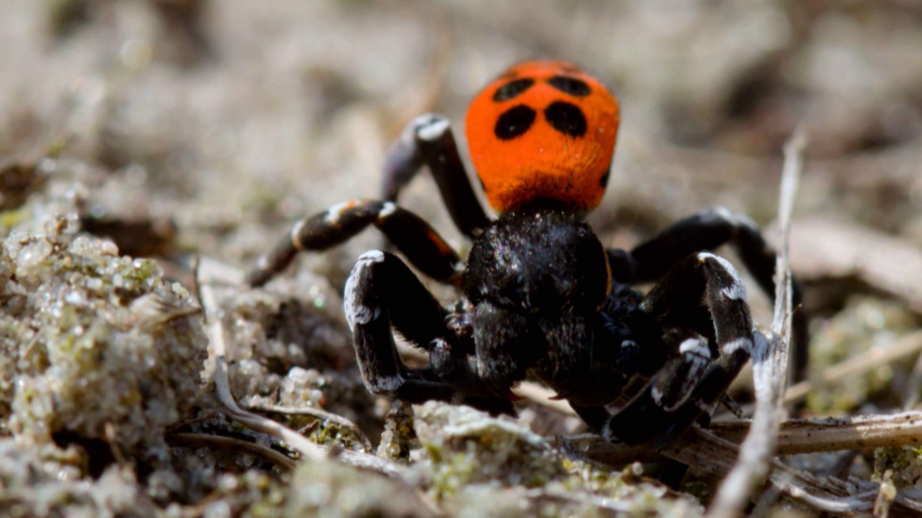 Lizard Vs. Water Buffalo