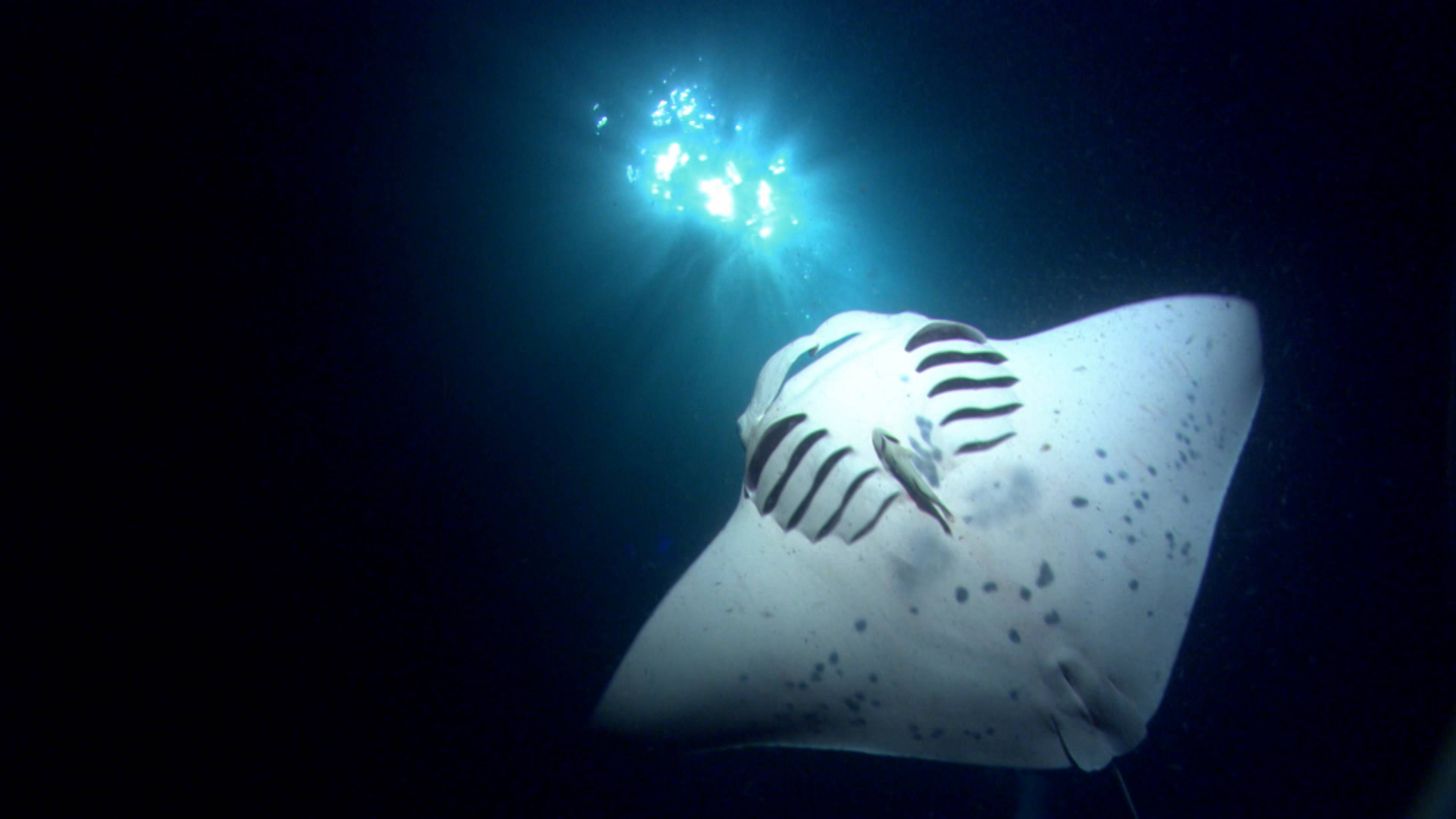 Now That’s A Smart Fish