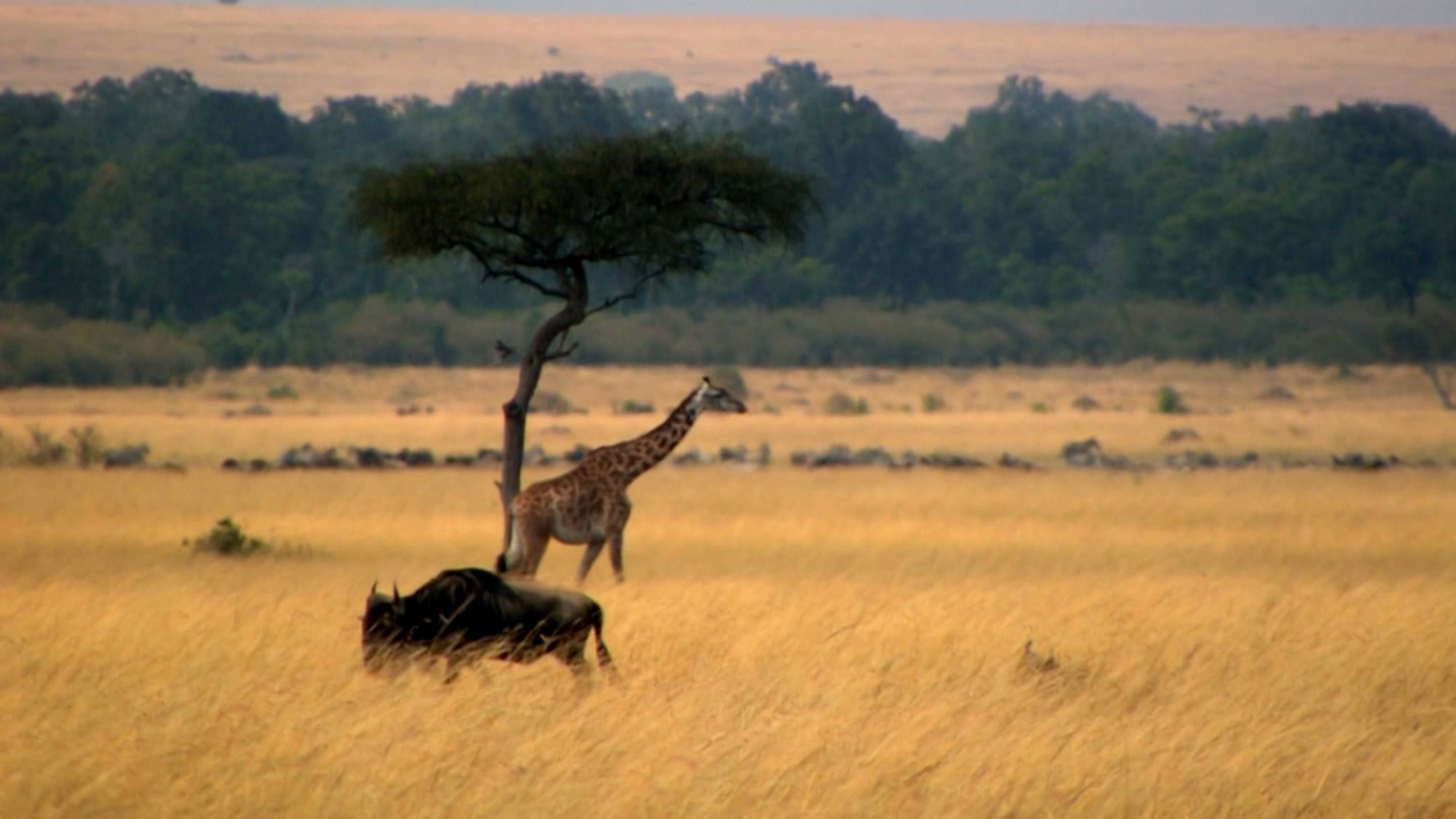 The Secret To A Long Life