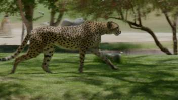 Cheetah On The Run