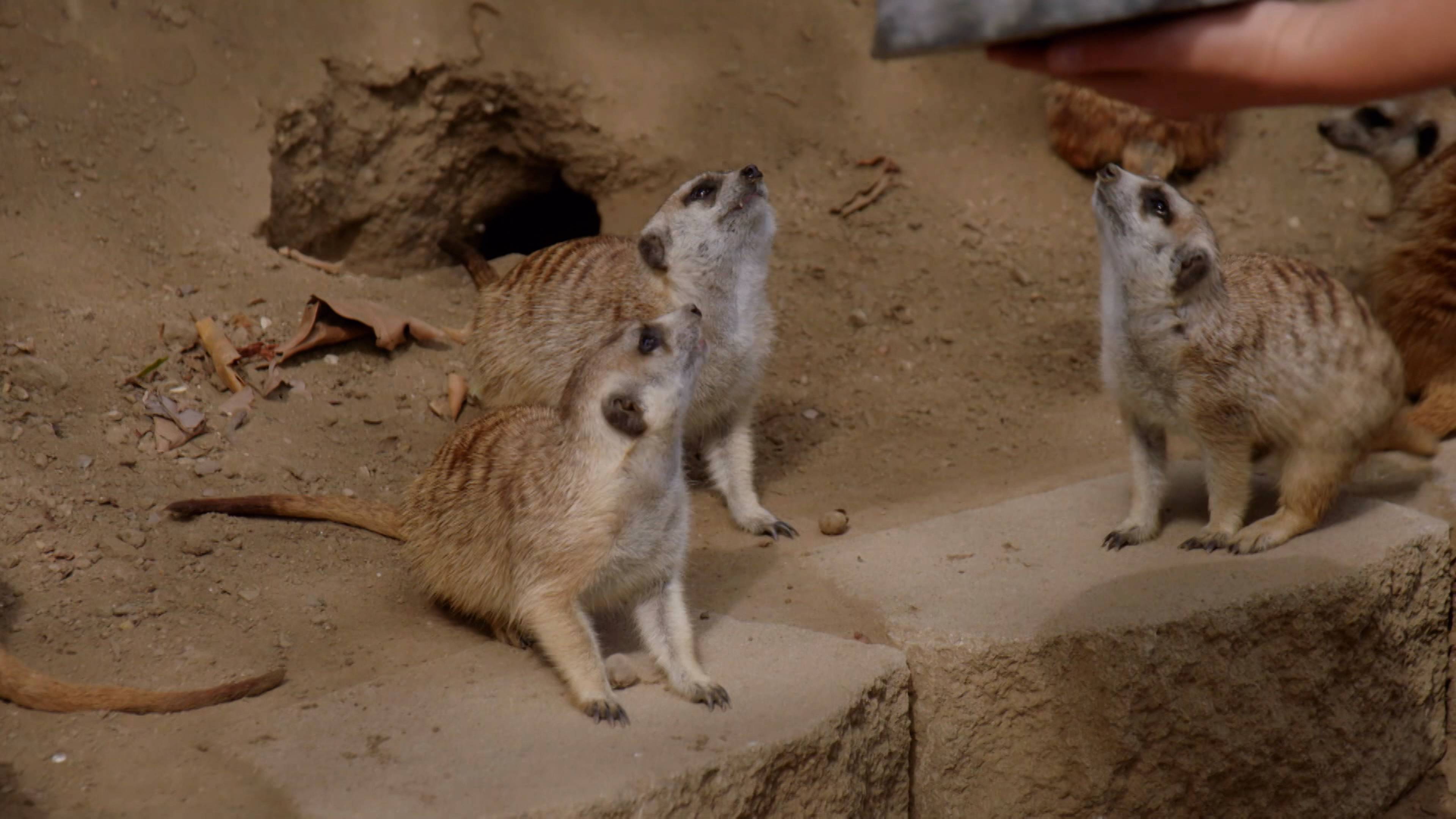 Dining With Meerkats