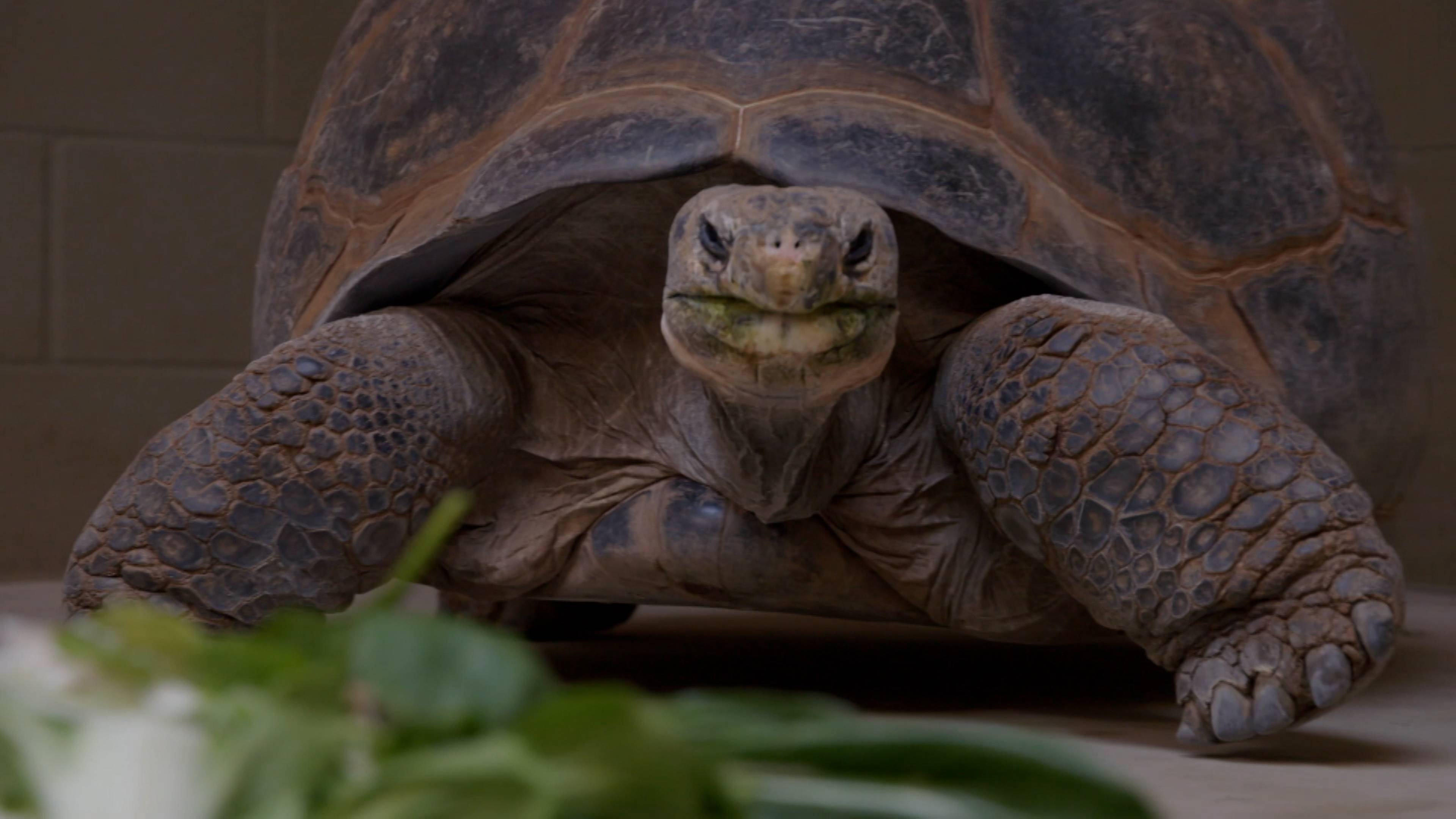 Abigail The Incredible