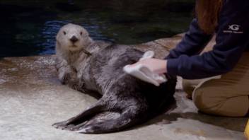 Toddler Sea Lion Scarlett