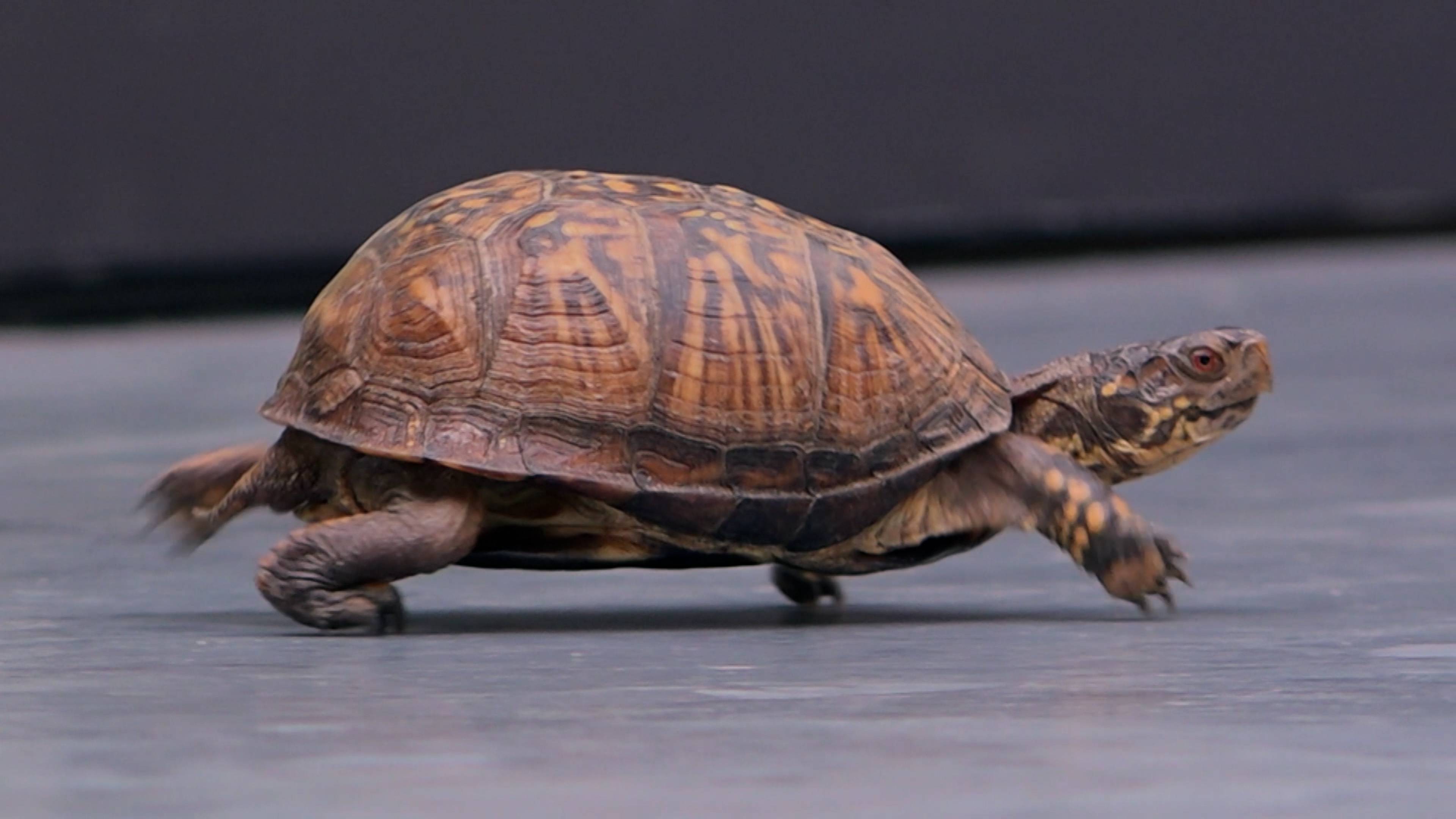 Bacon And Tomato’s Big Adventure