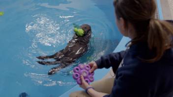 Sea Otter Summer Camp