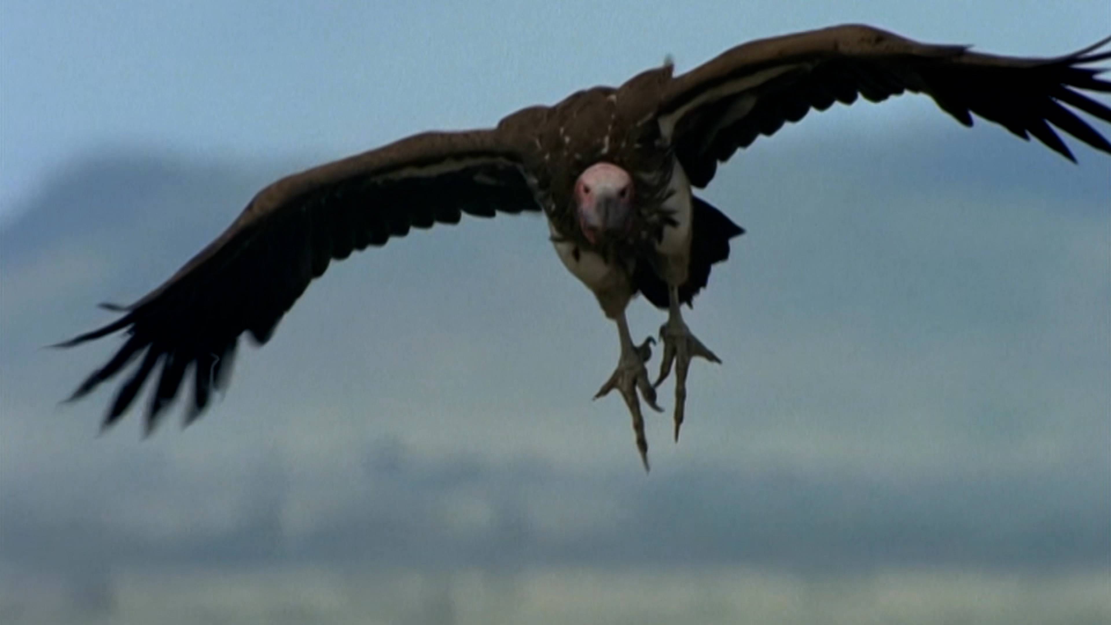 طائر الرعد - بنسلفانيا