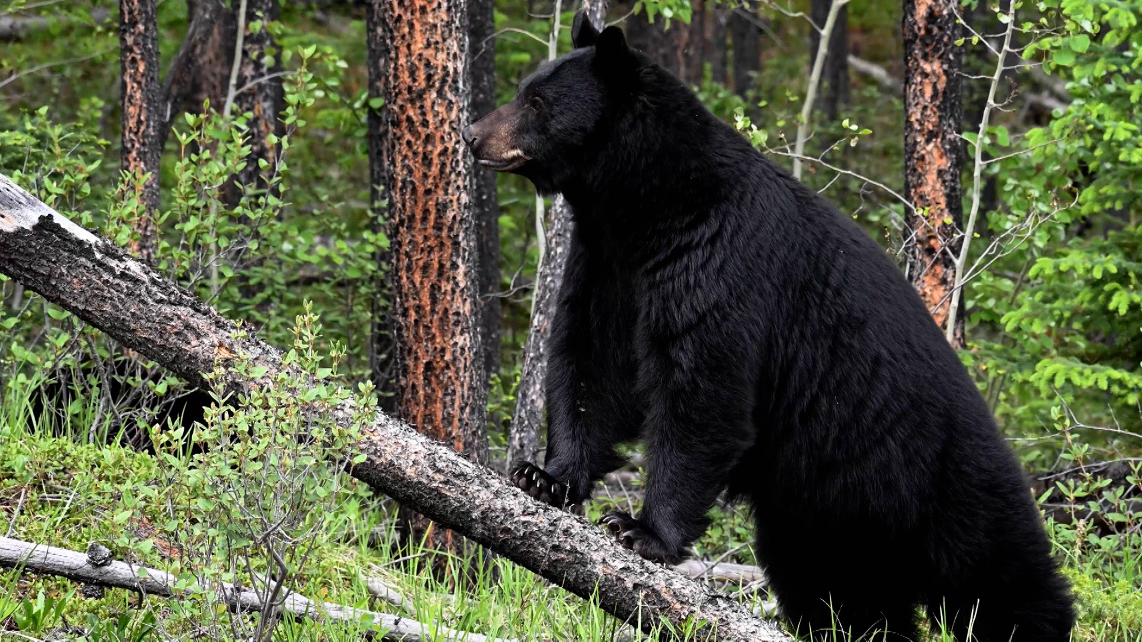 Swamp Beast Sighting, Martian Conspiracy ...