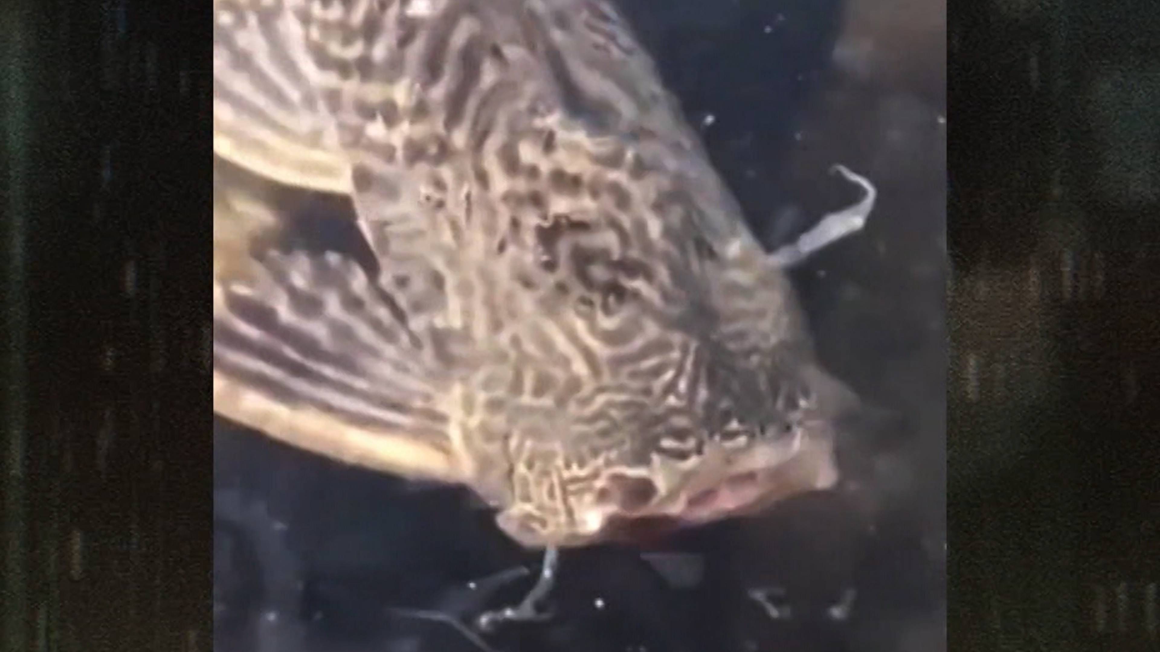 Classic Ufo, Headless Zombie Fish...