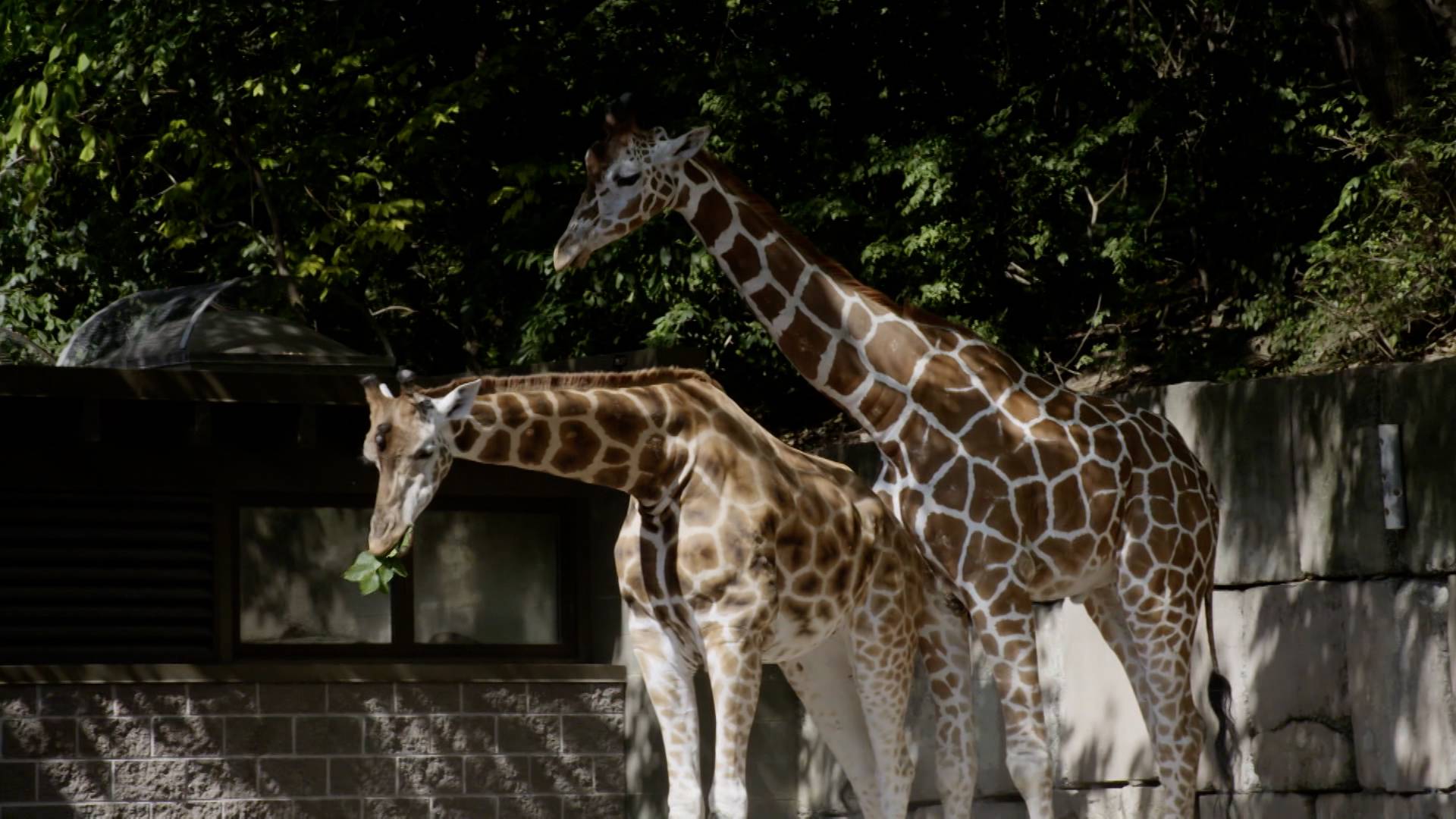 Giraffe Dance