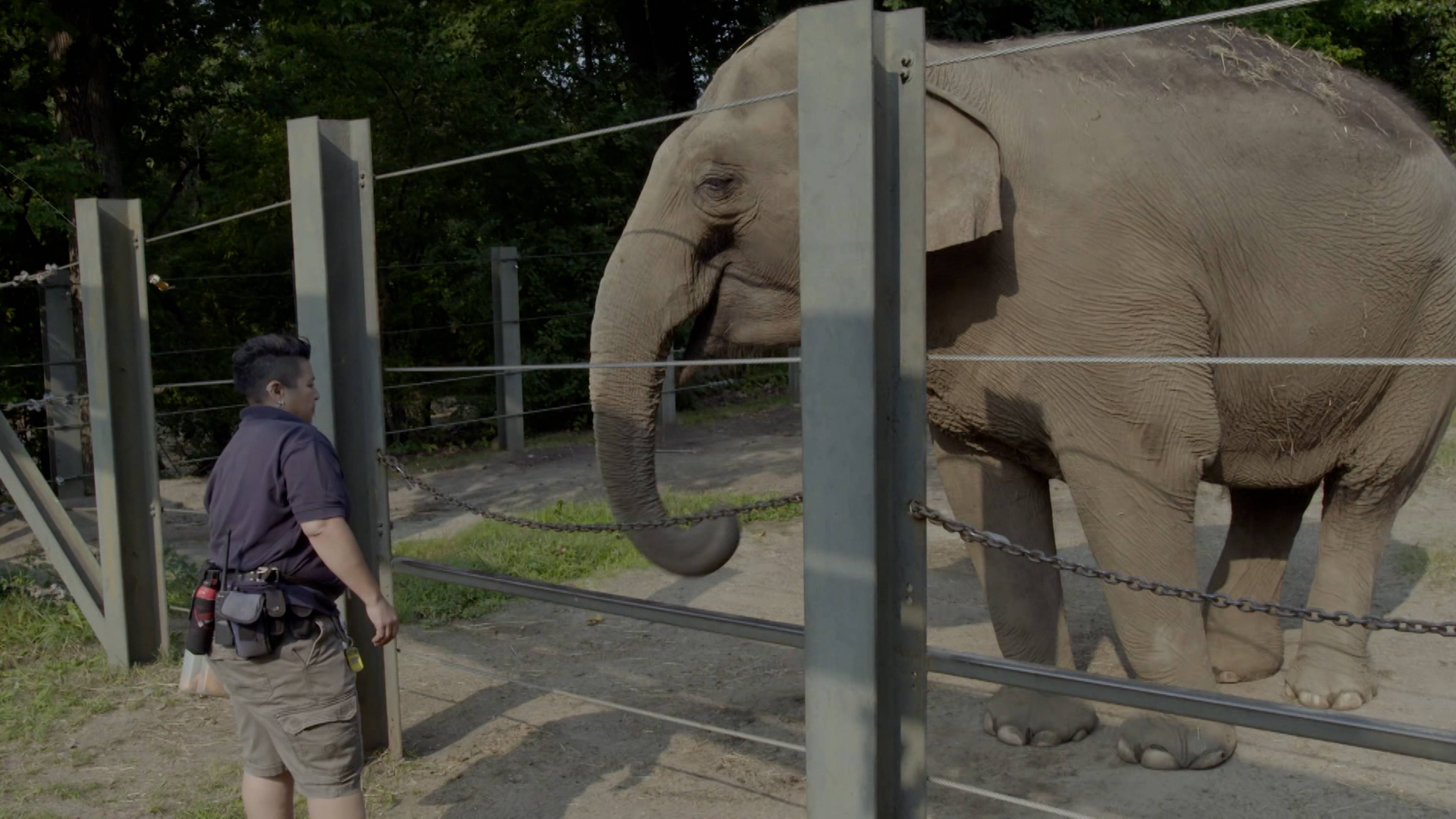 The Elephant Next Door