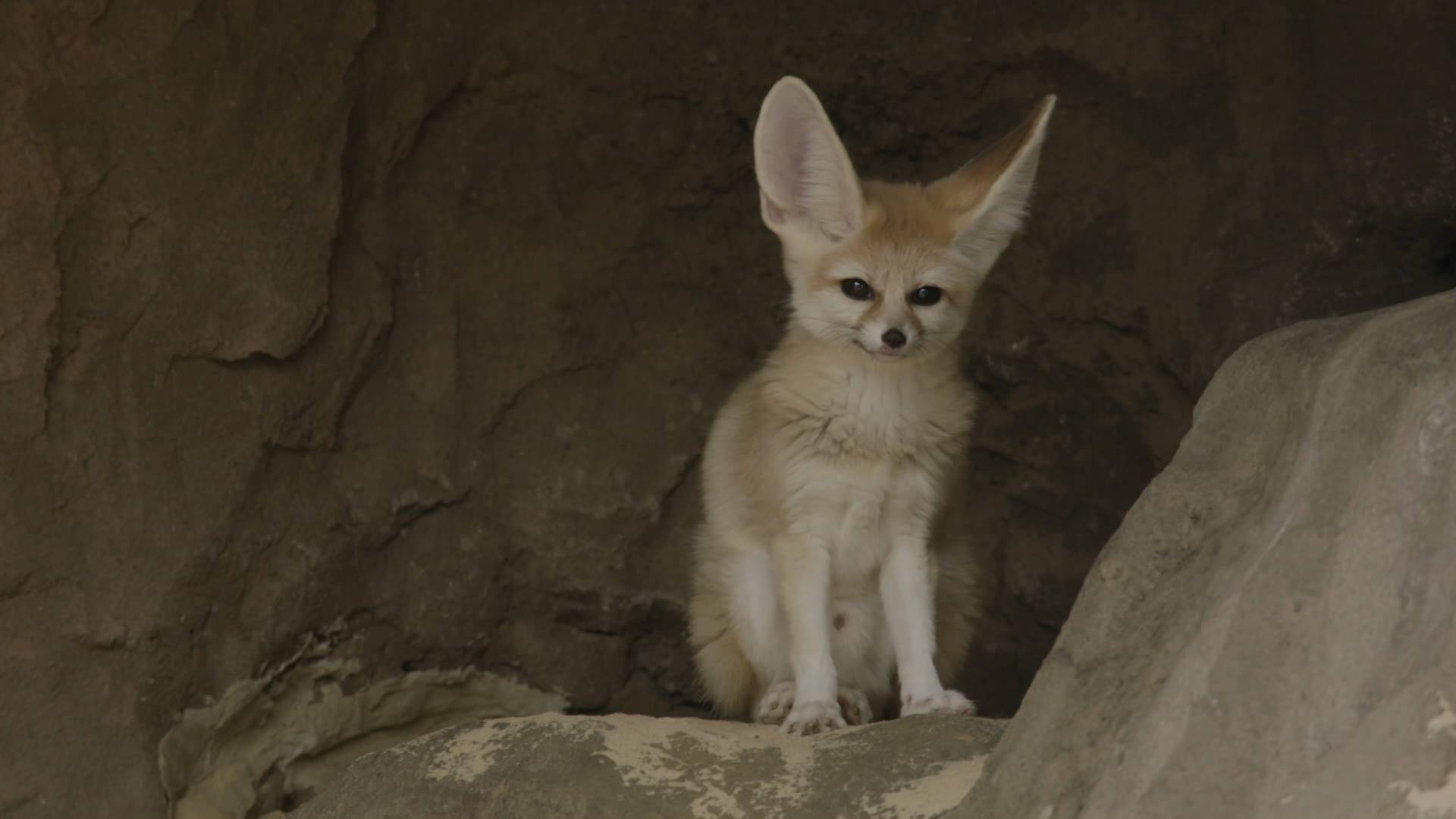 Tiny Fox, Big Heart