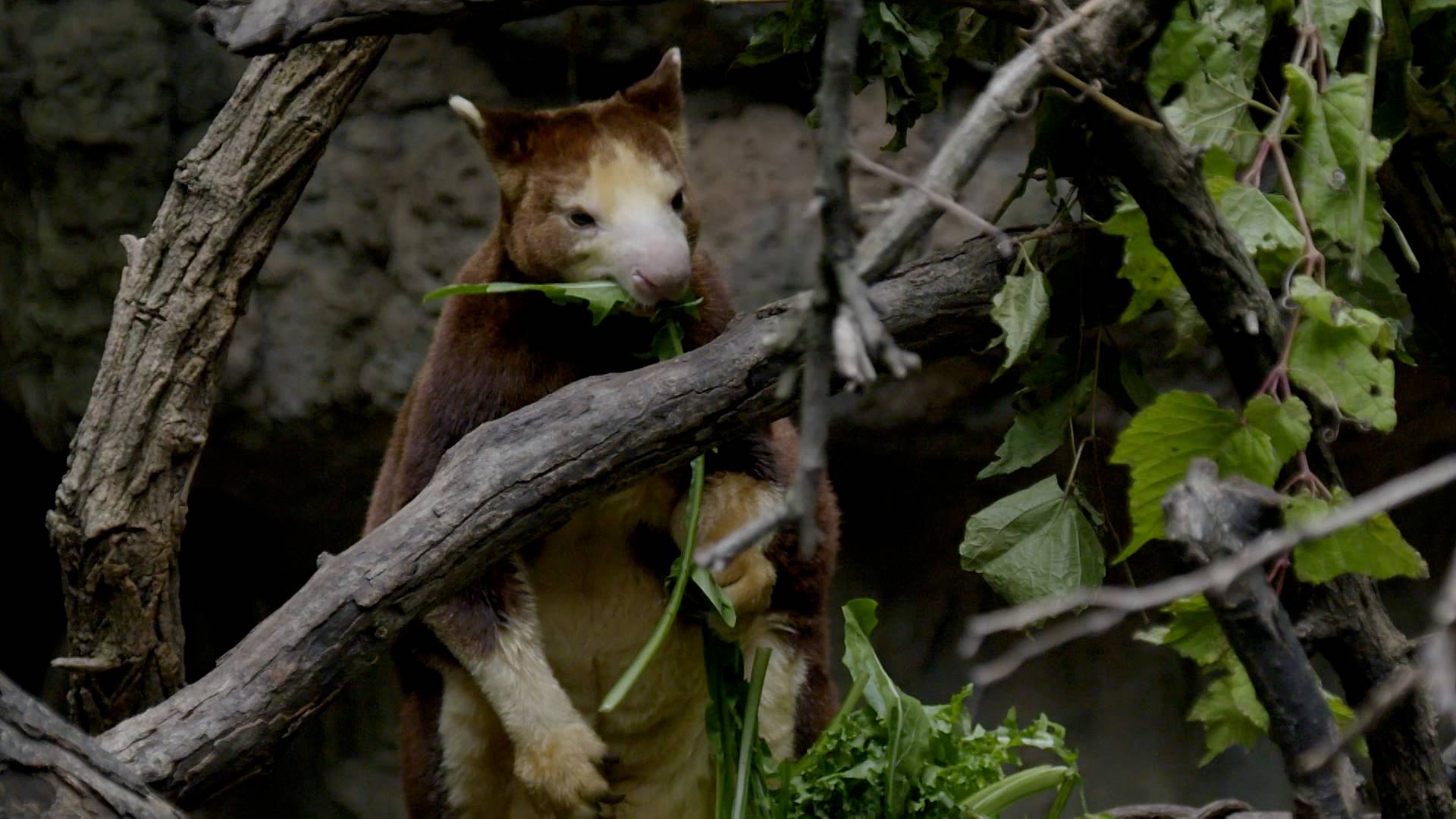 Kangaroos in Trees