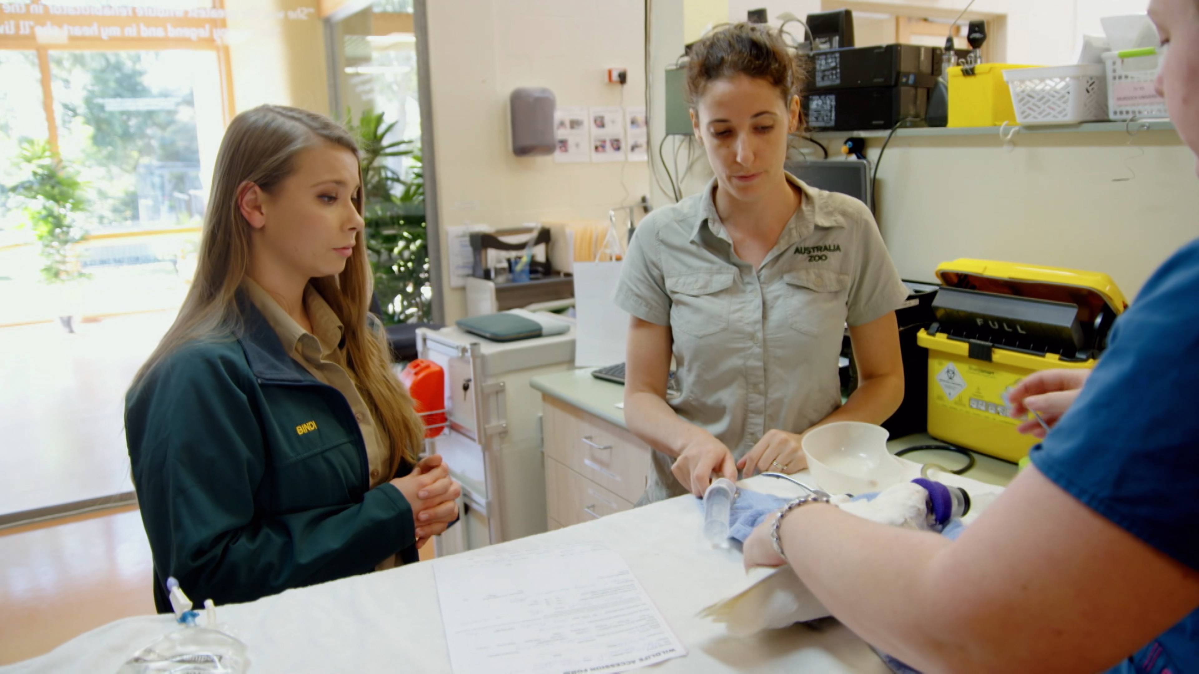 Australia Zoo Begins Again