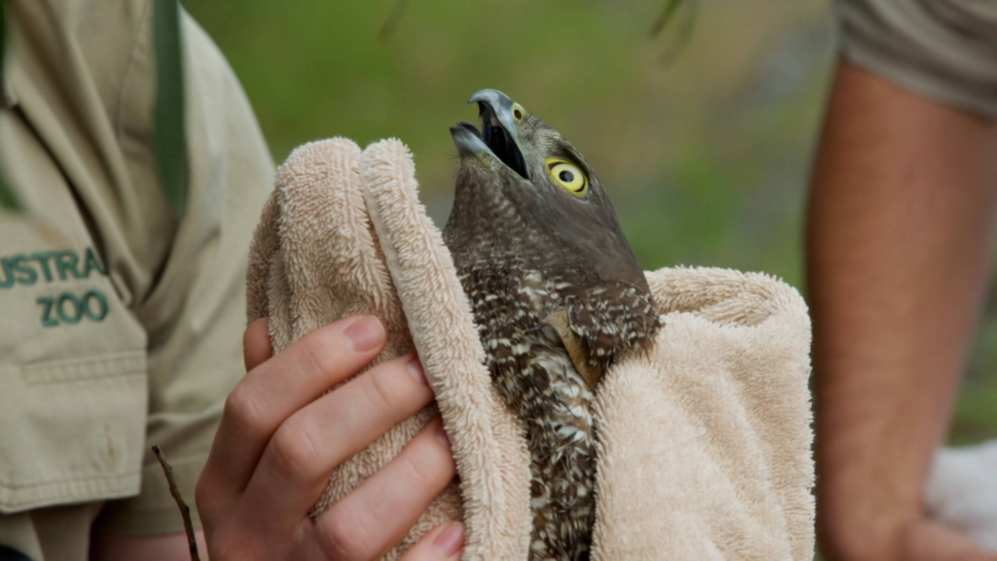 Wildlife Hospital Warriors
