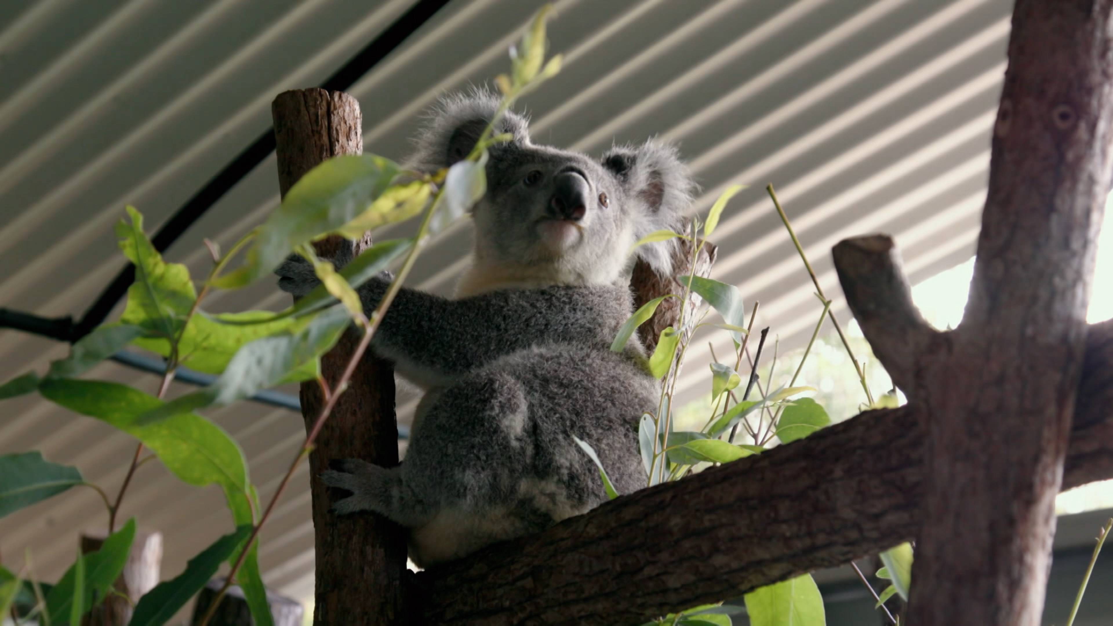 Robert and Big, Bad Bosco