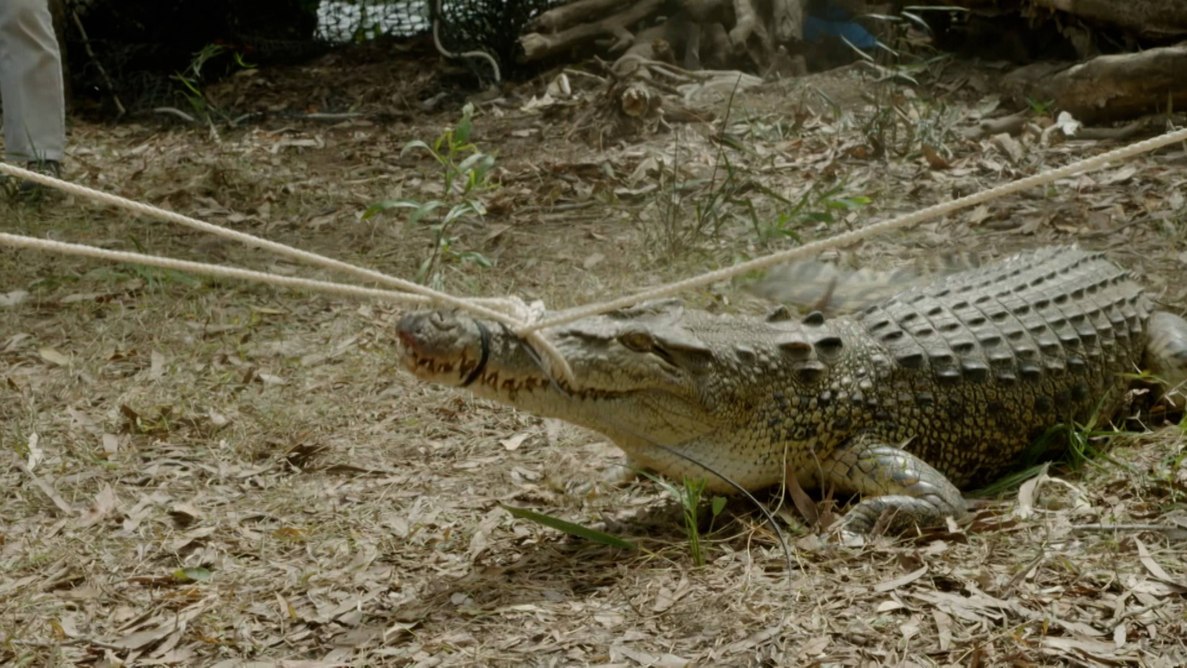 Bindi’s Croc Trip Surprise