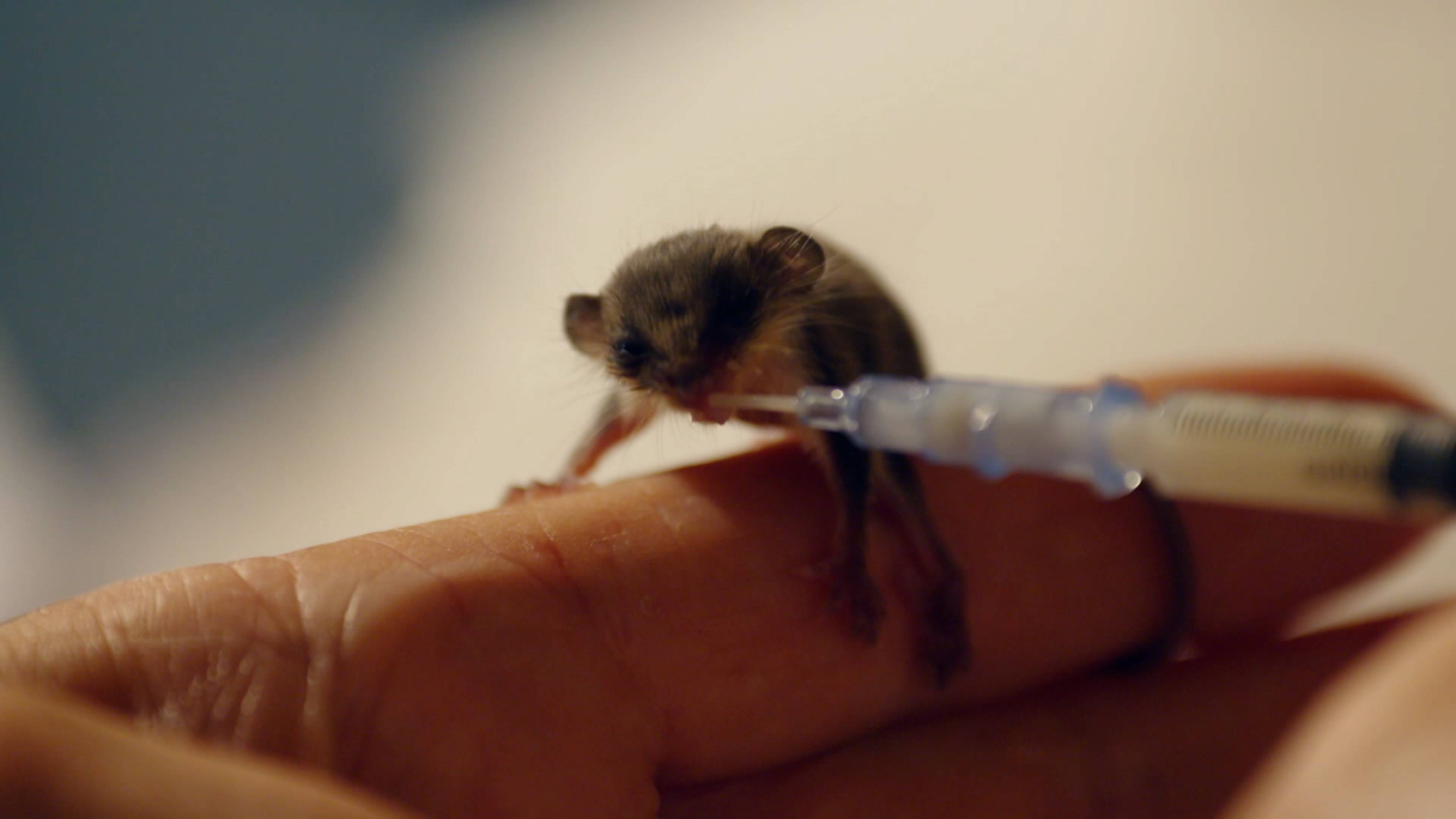 Robert and the Rattlesnakes