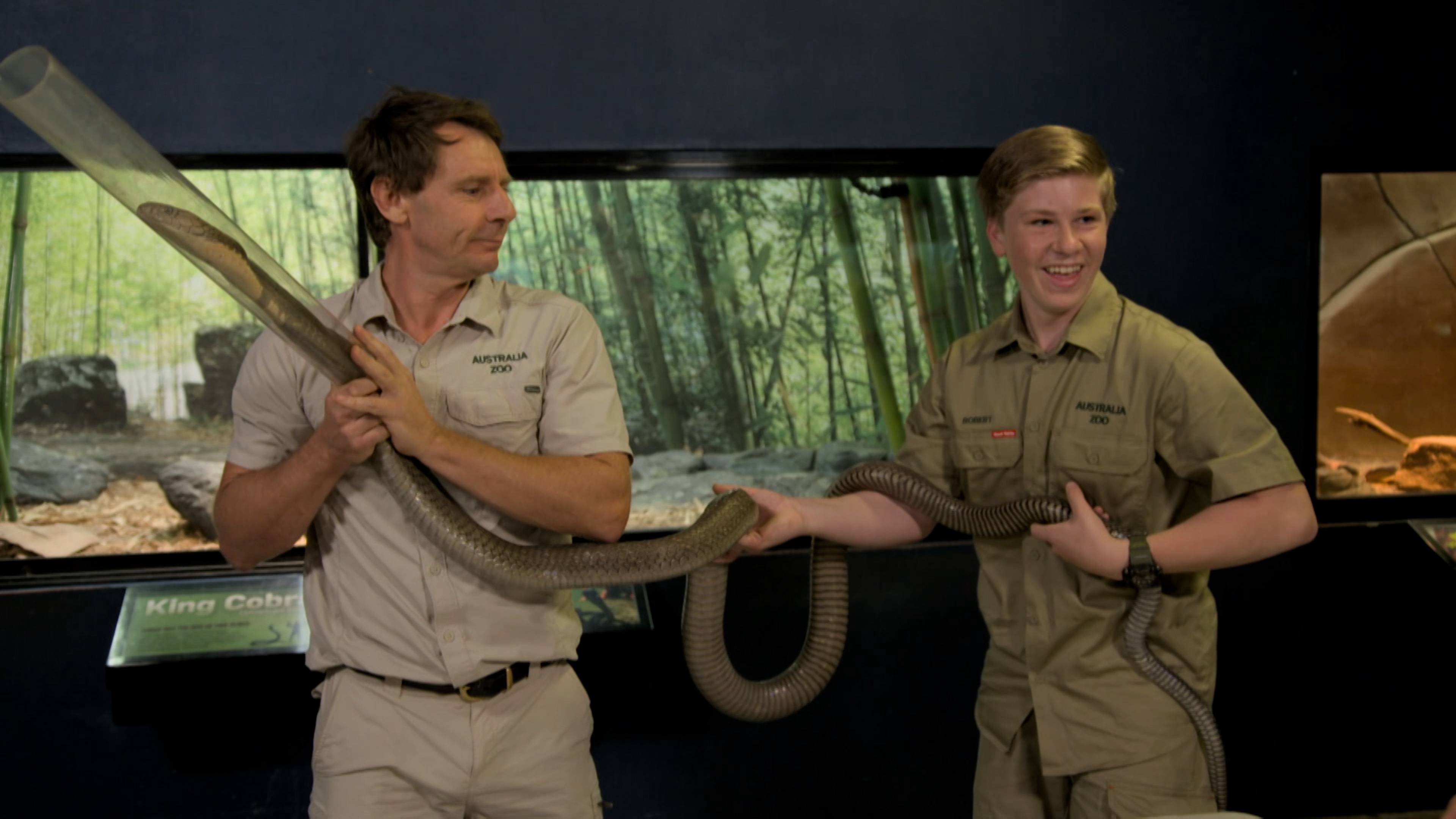 Robert, King of Cobras