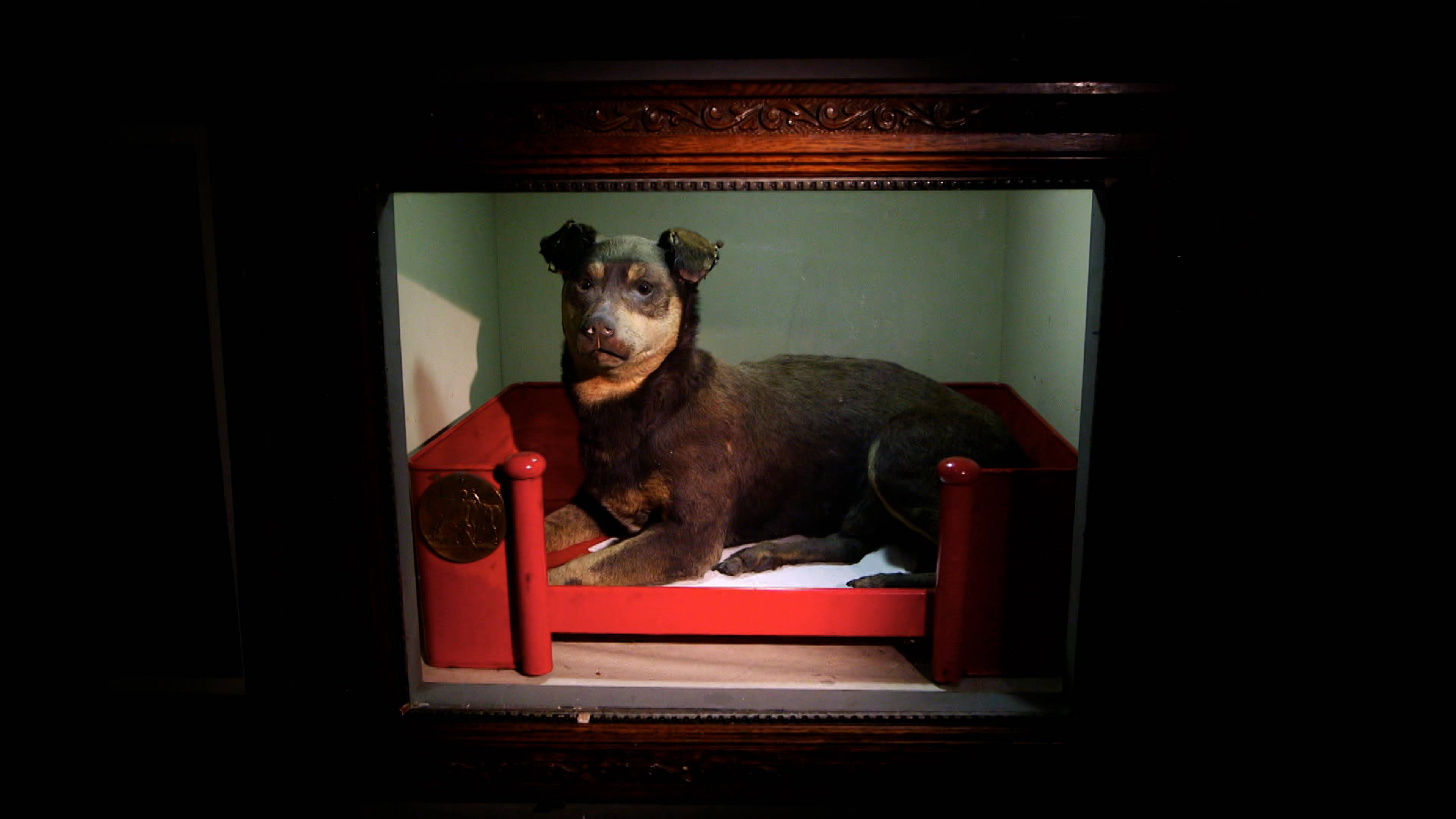 Cat's Best Friend and More