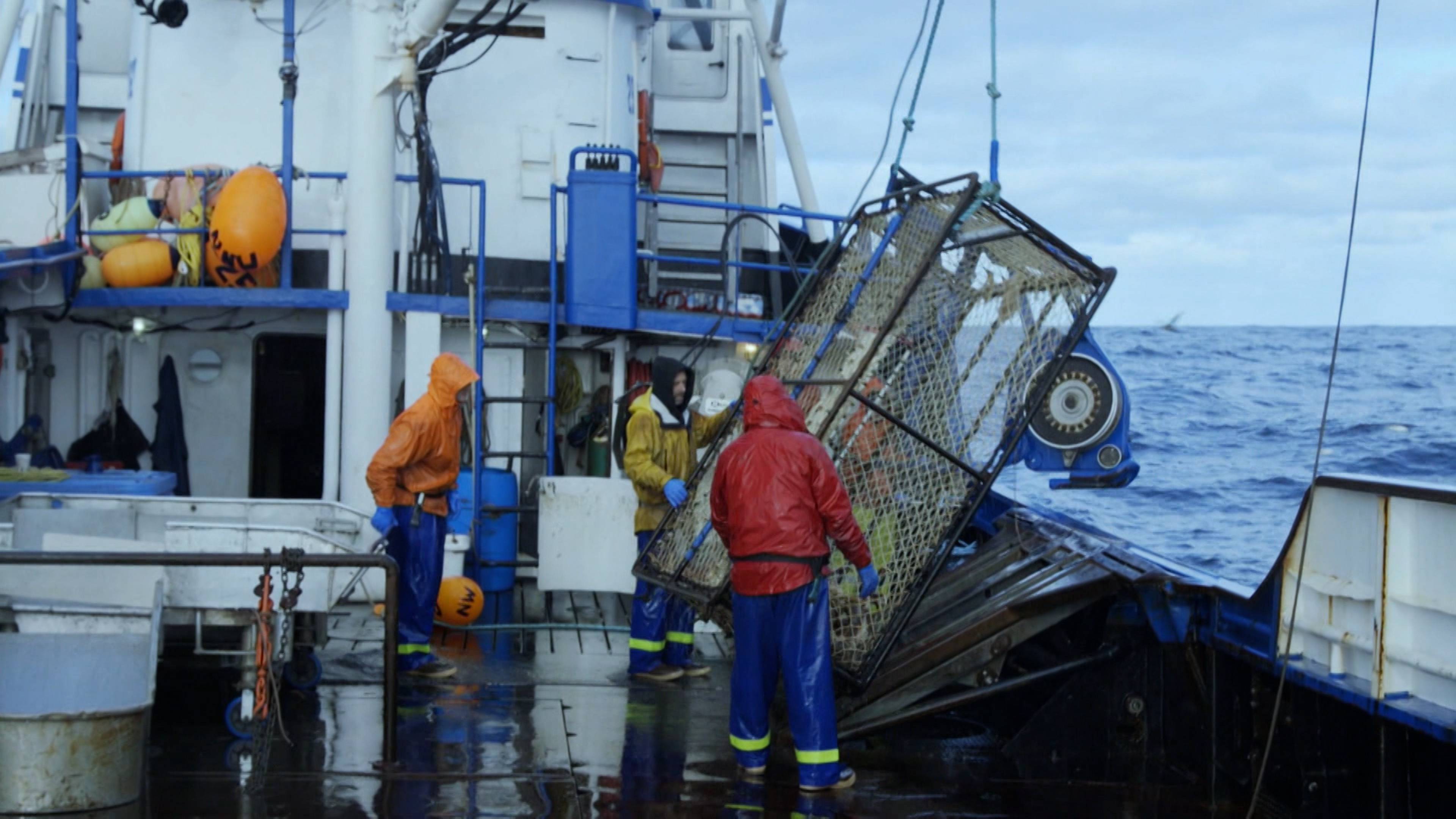 المكان مليئ بالسلطعونات