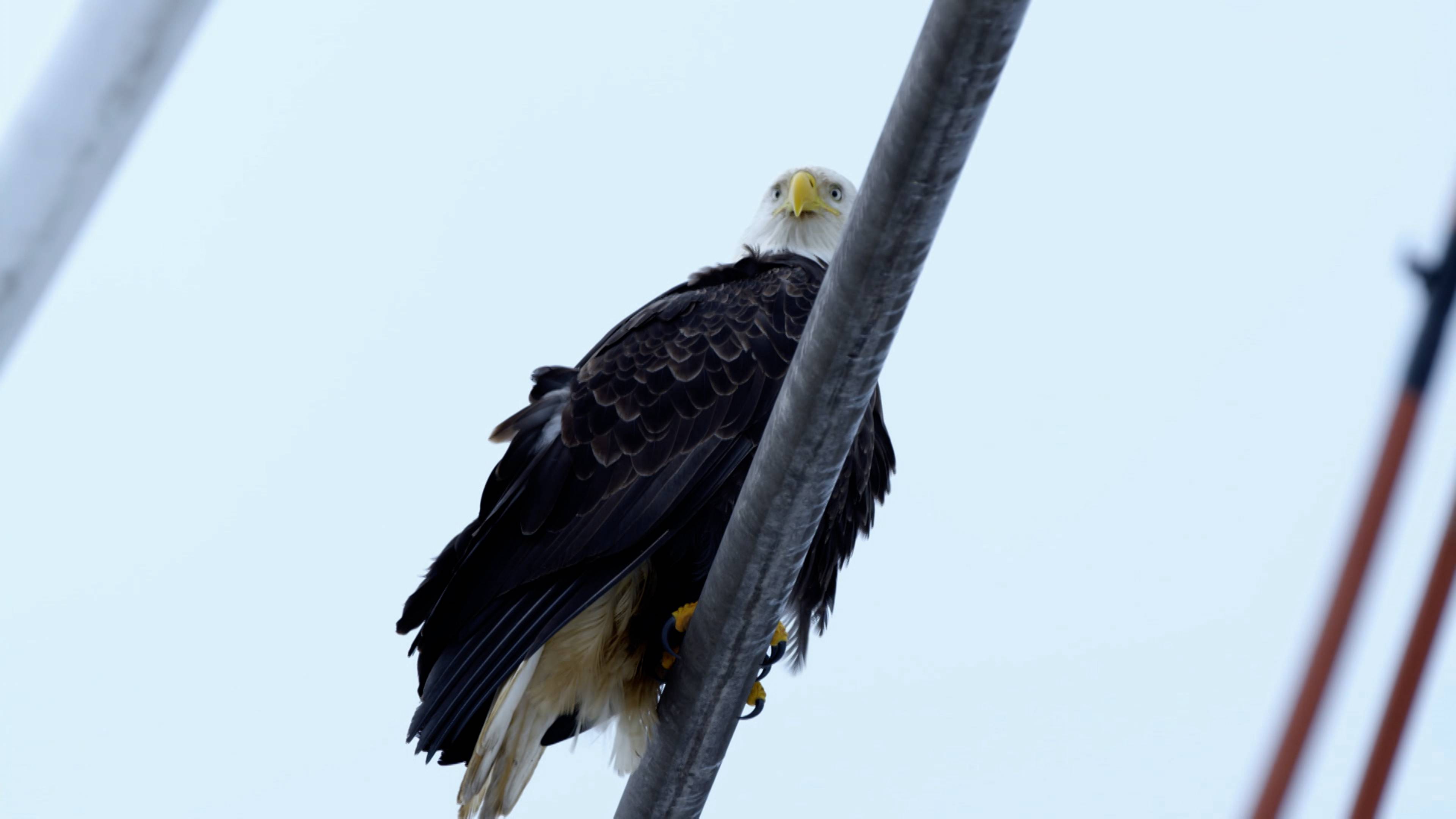 الكابتن الأفضل