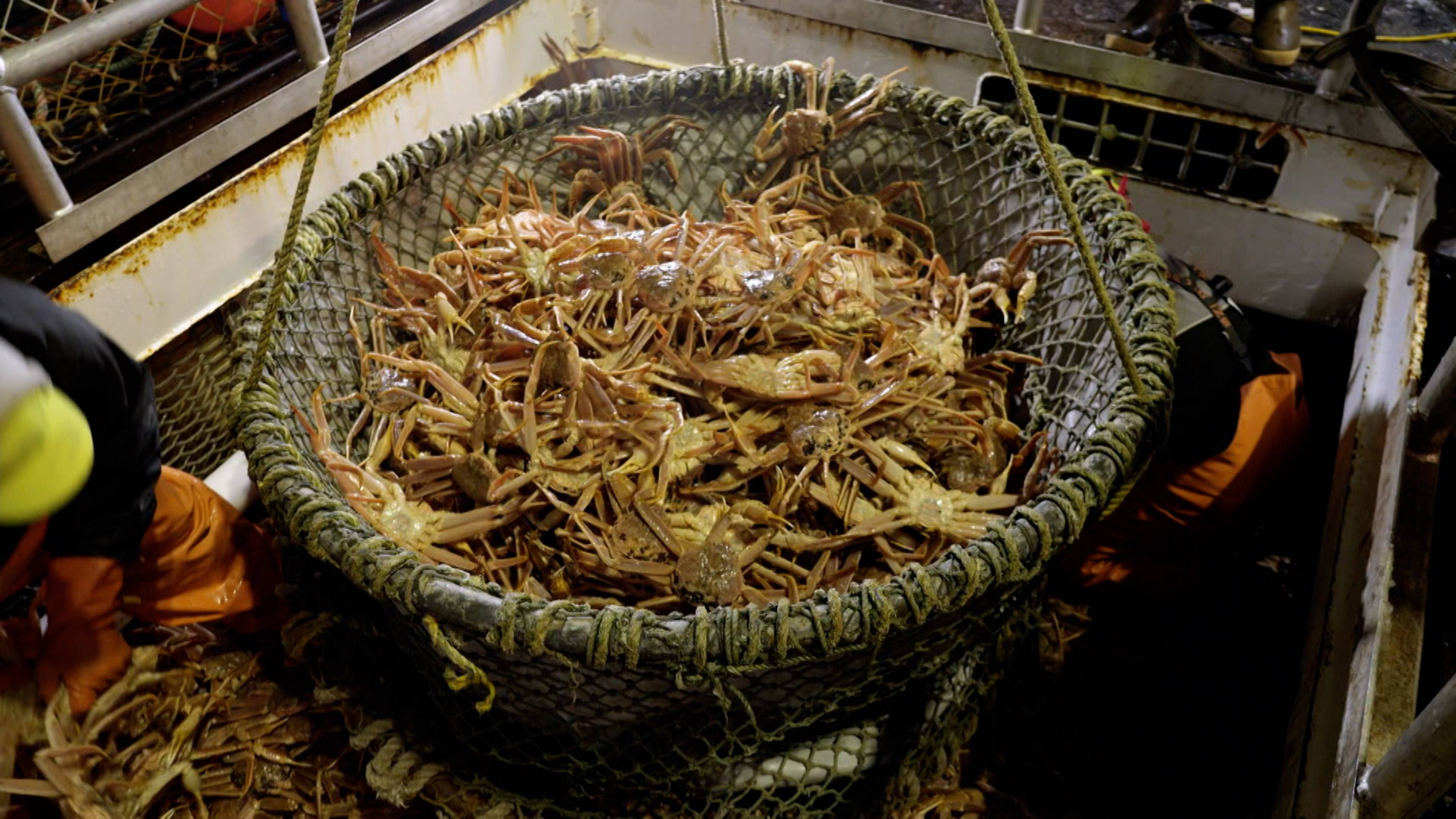 فخ البحر القاتل