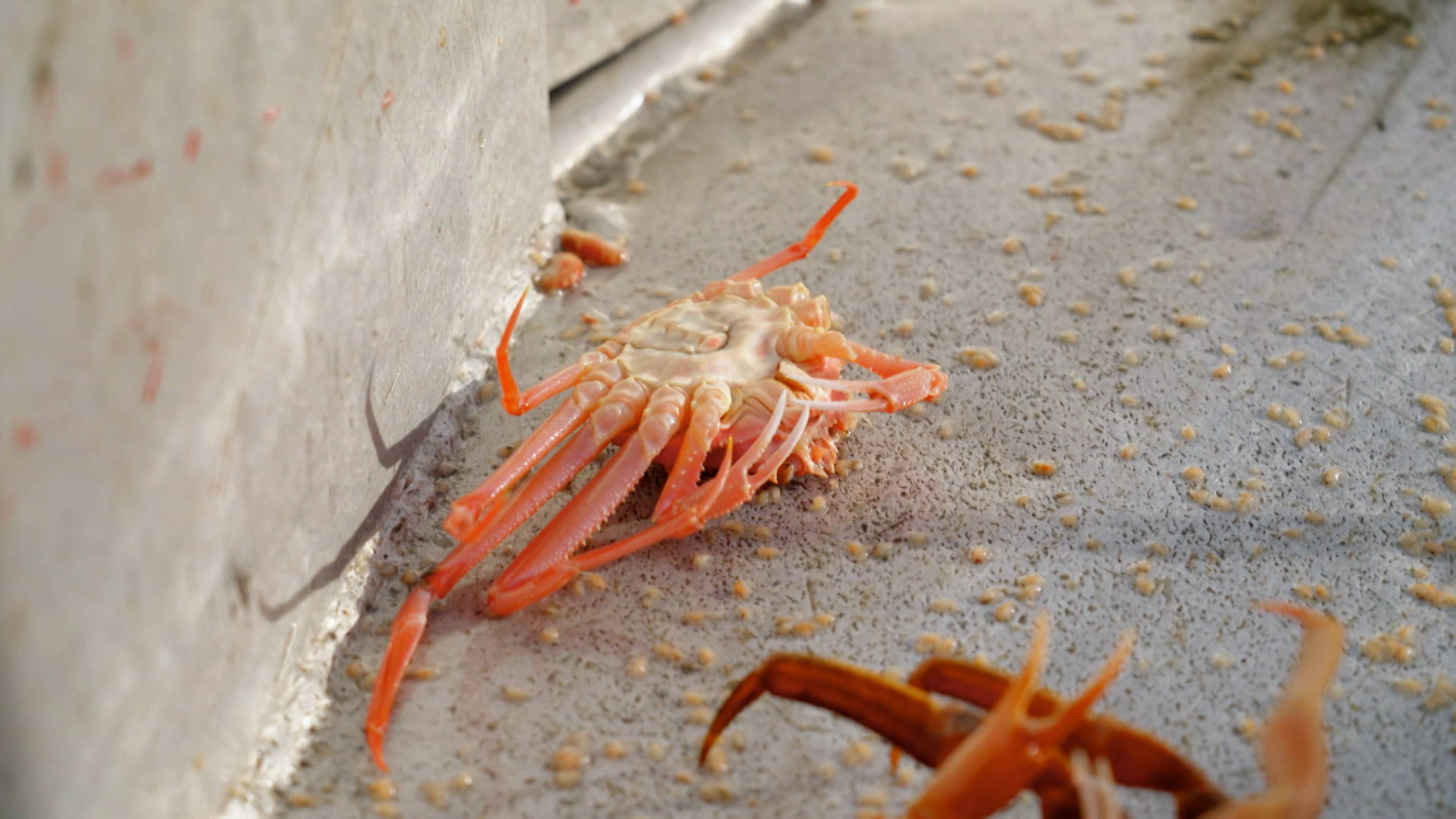 مرساة بعيدة