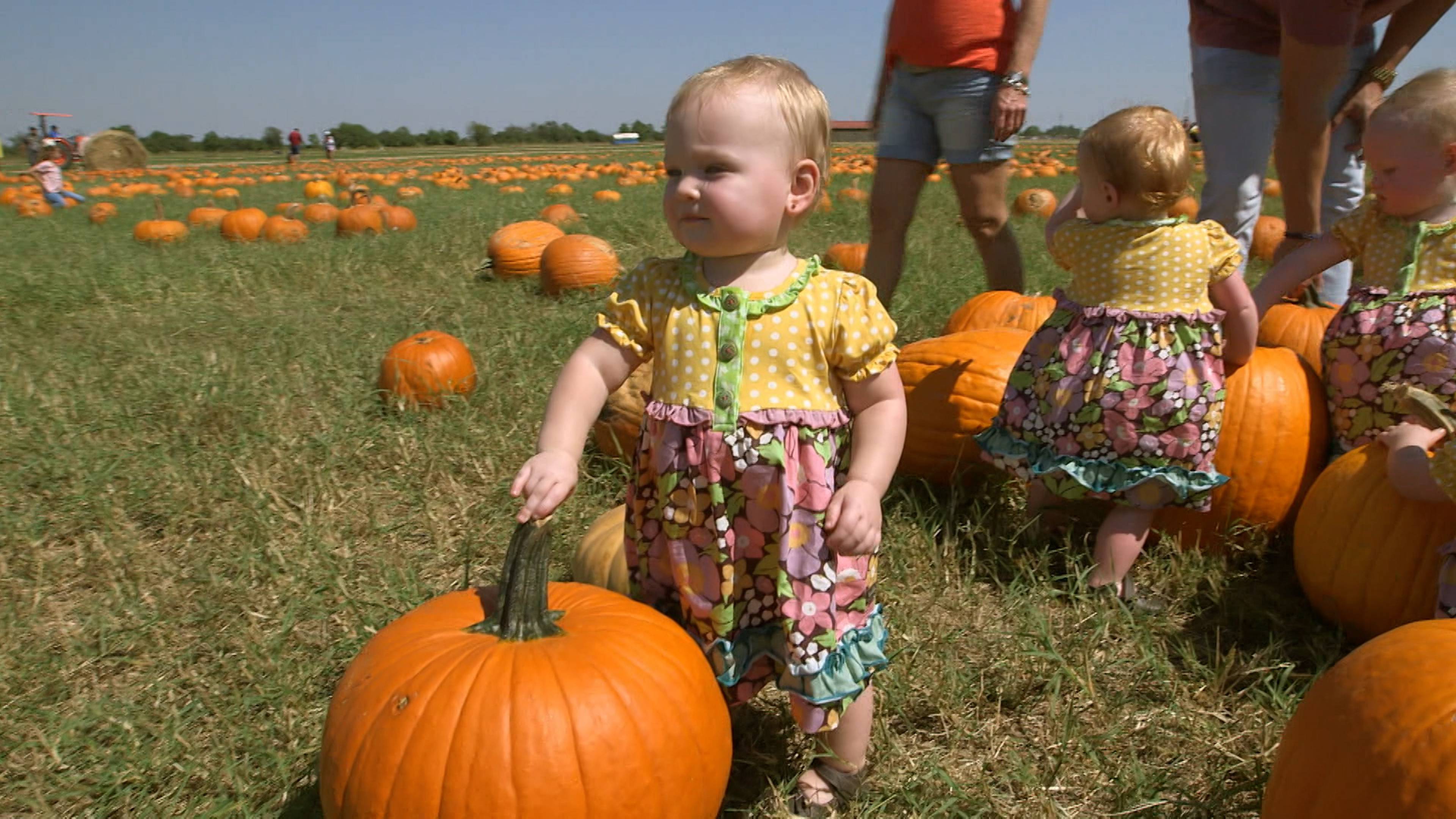 كابوس في حي التوائم