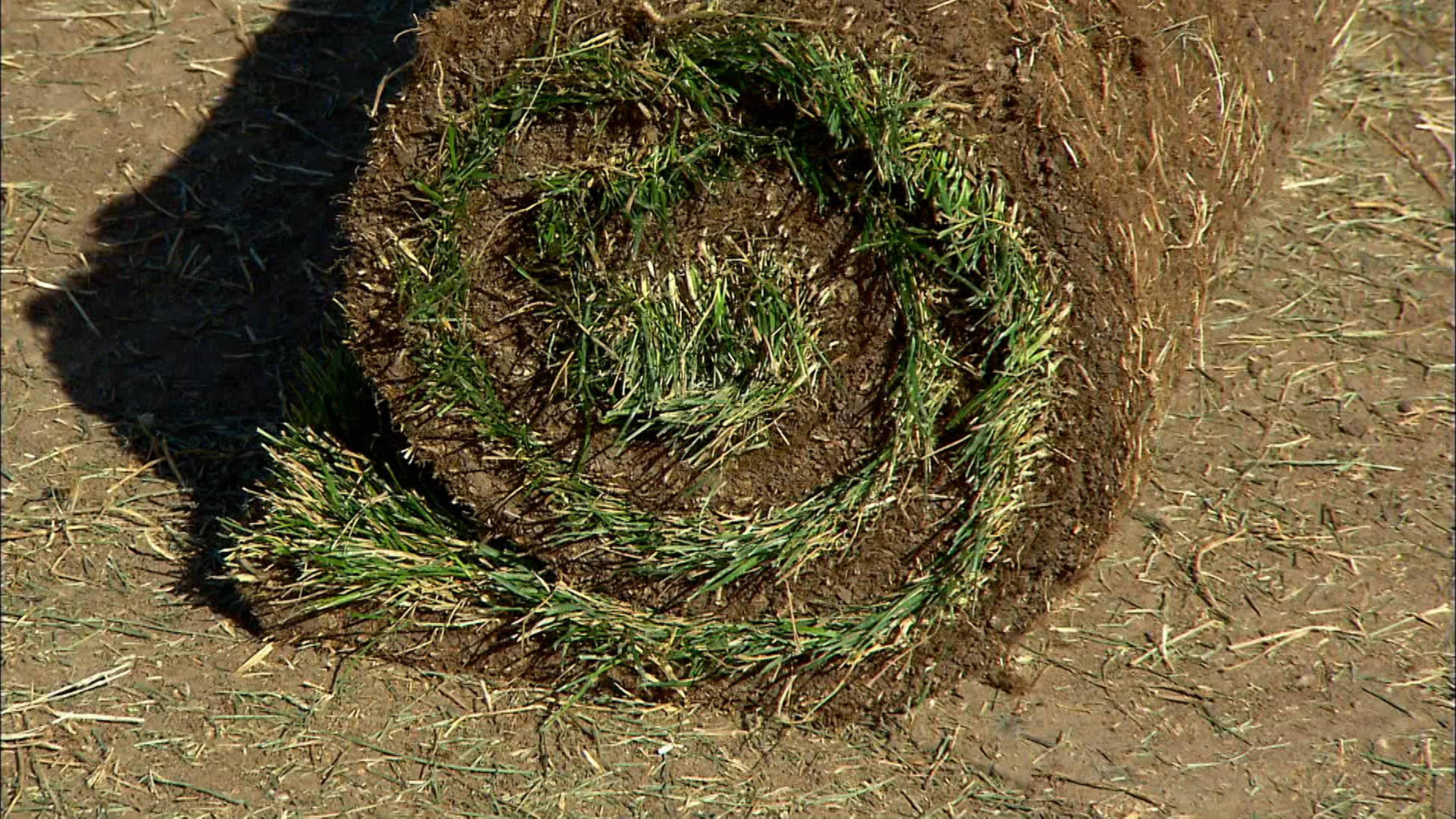 Turf Grass and Beef Jerky