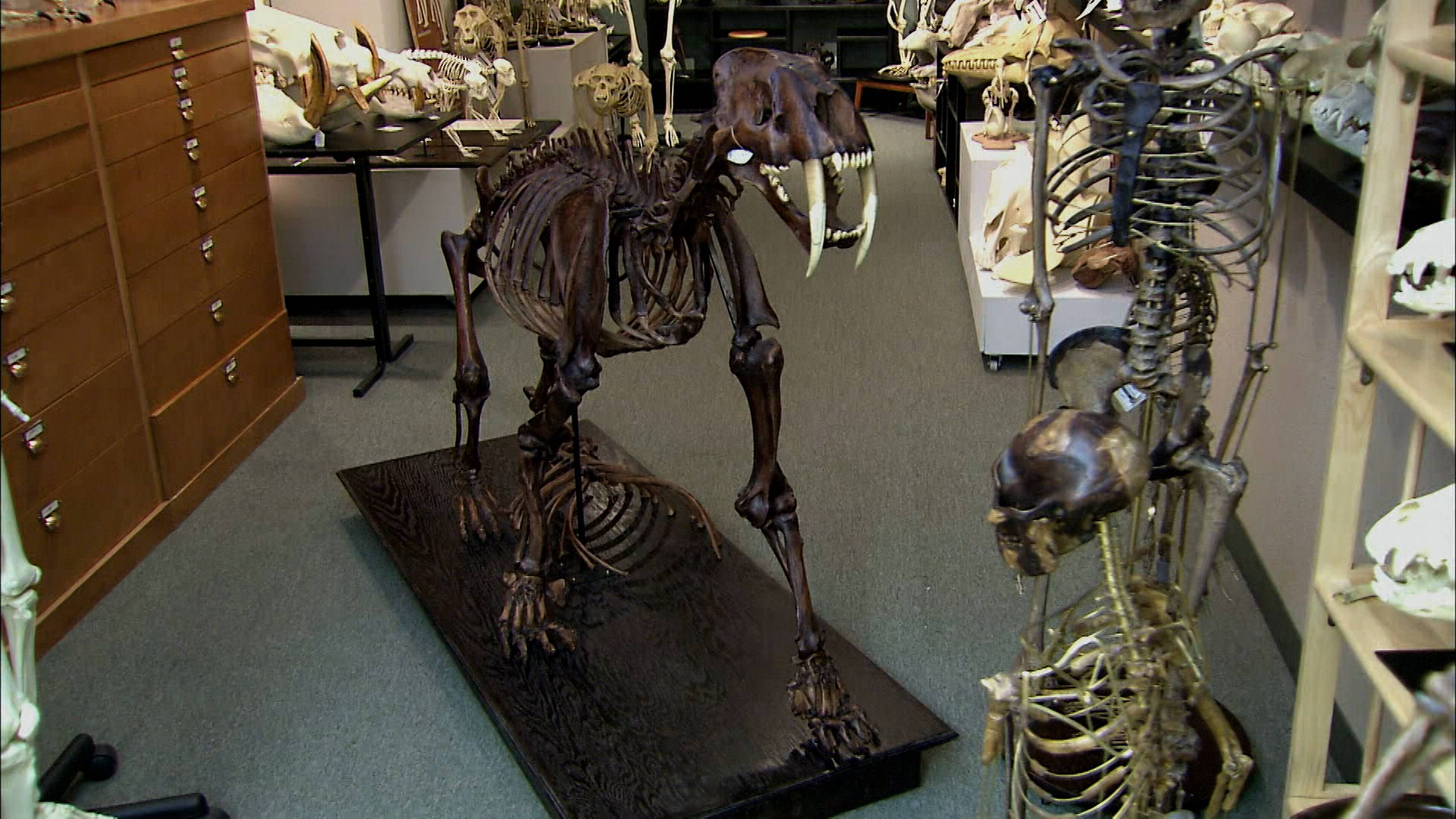 Skeletal Replicas