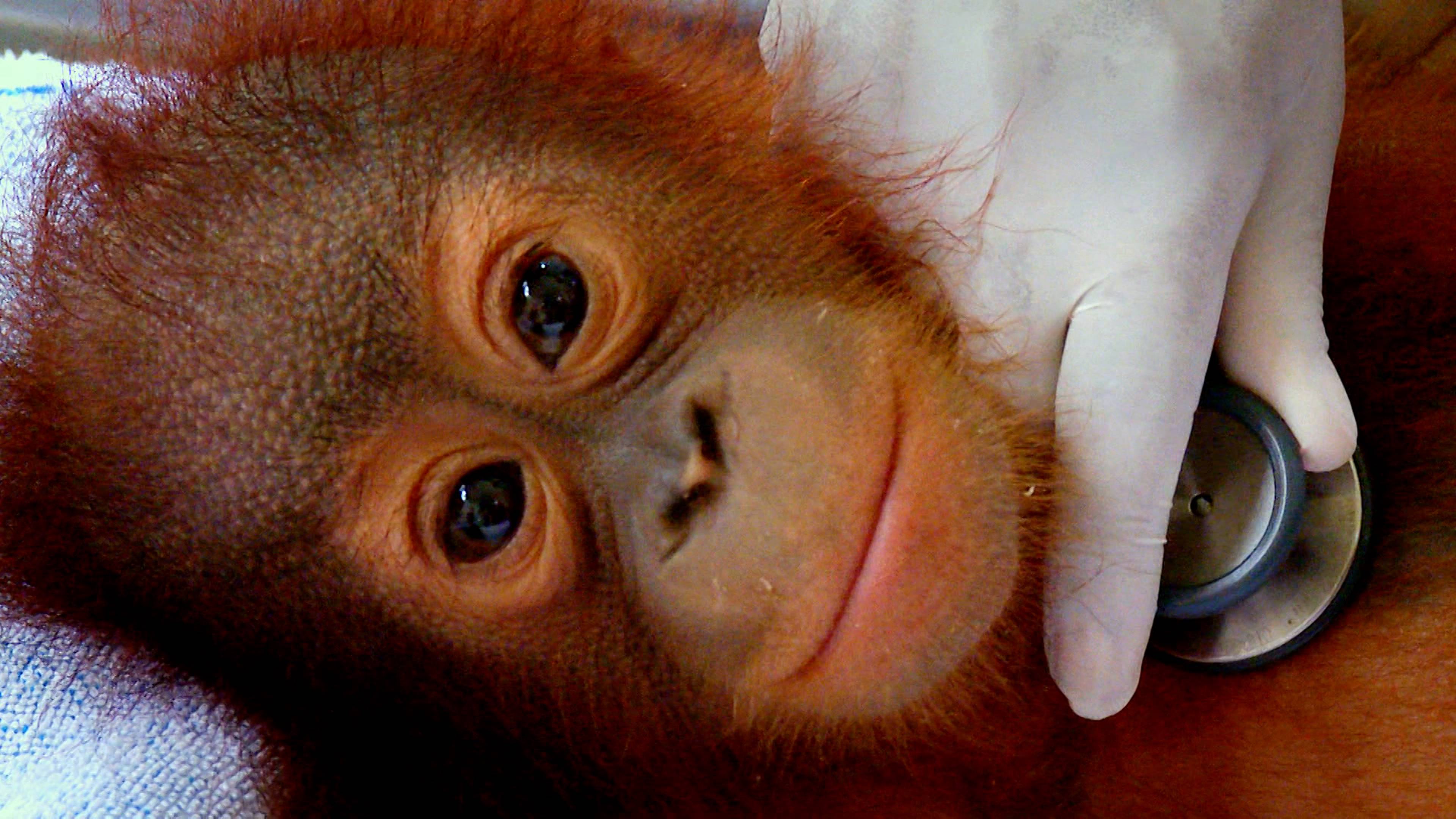 Climbing and Nest-Building