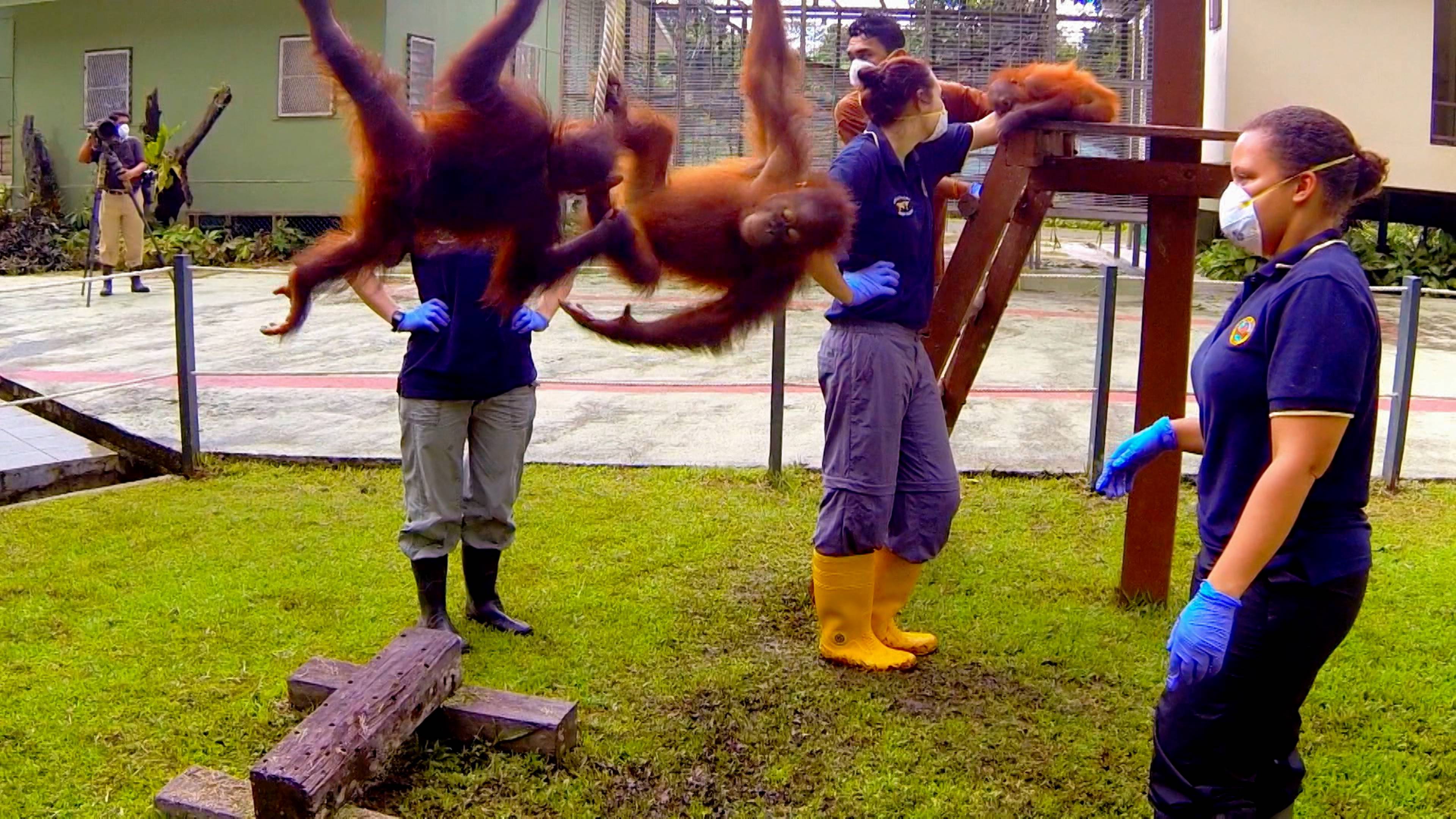 Relocating a Wild Male